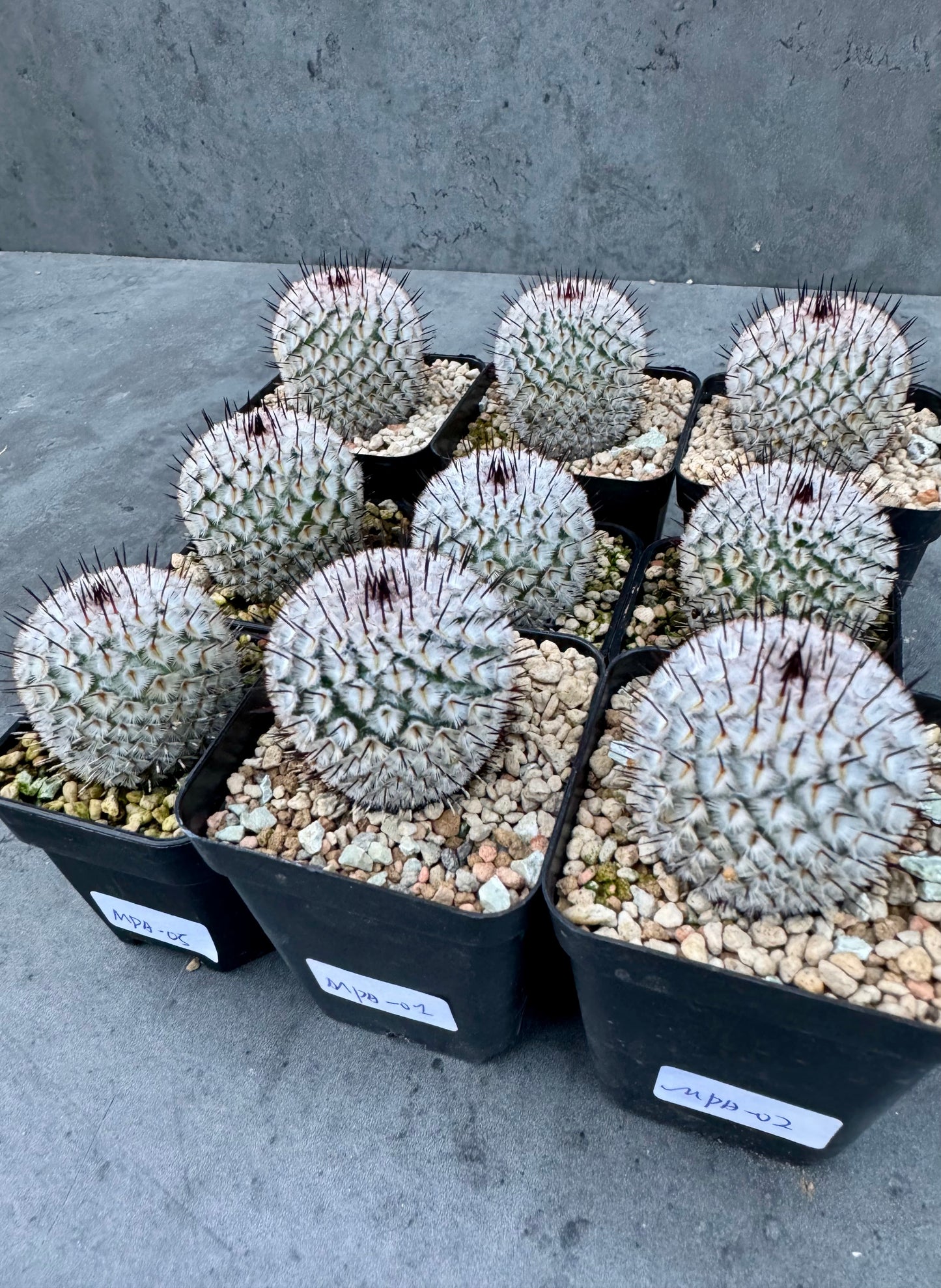 Mammillaria perezdelarosae subsp. andersonii