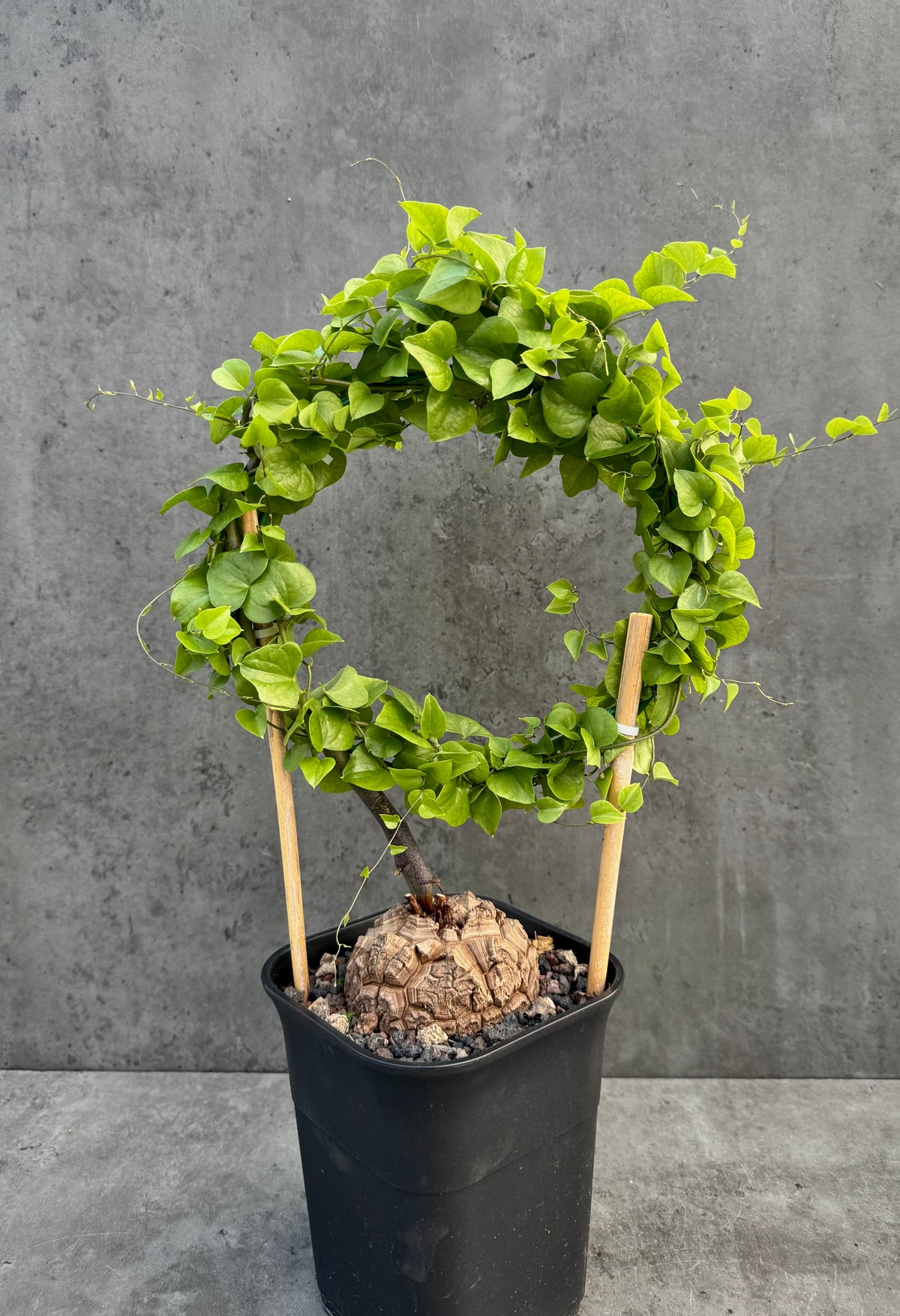 Dioscorea elephantipes – vollständig bewurzeltes Exemplar – Dio-12