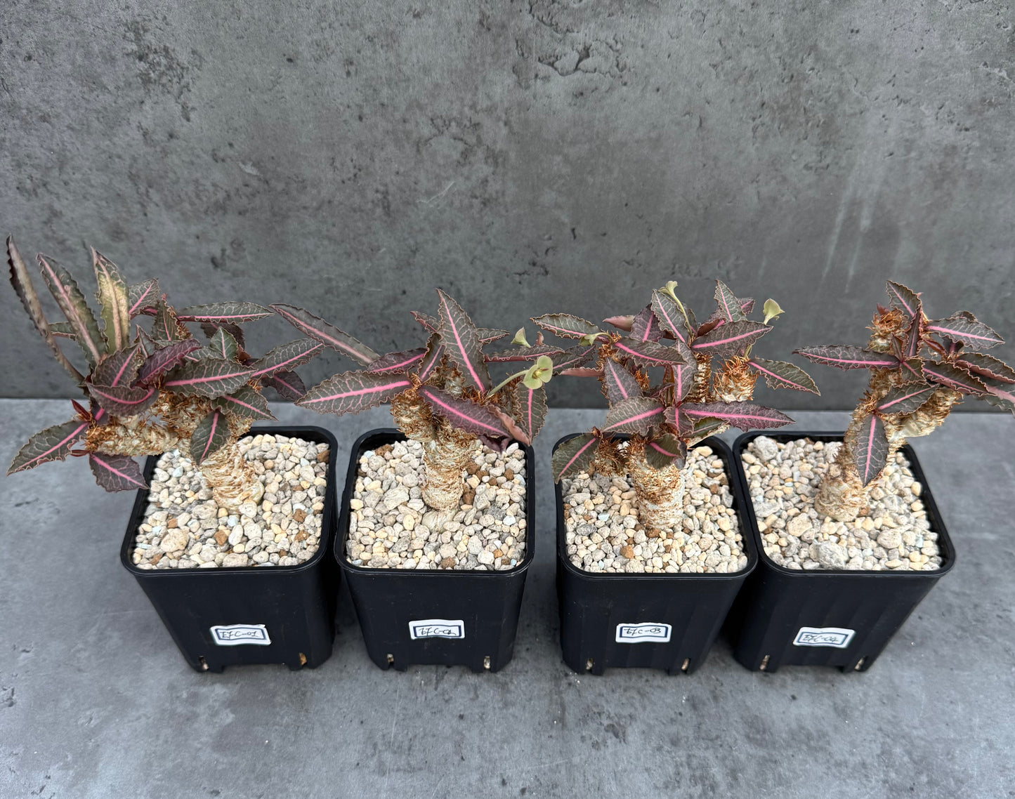Euphorbia francoisii var. crassicaulis 'Rubrifolia' – robust kultiviert in rein mineralischem Substrat.