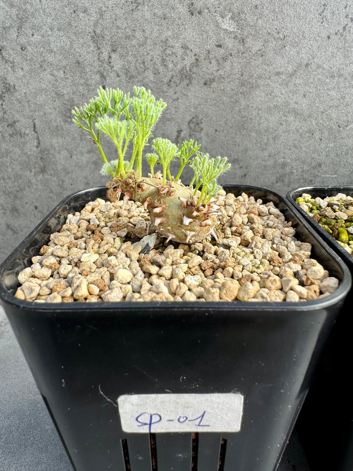 Sarcocaulon peniculinum