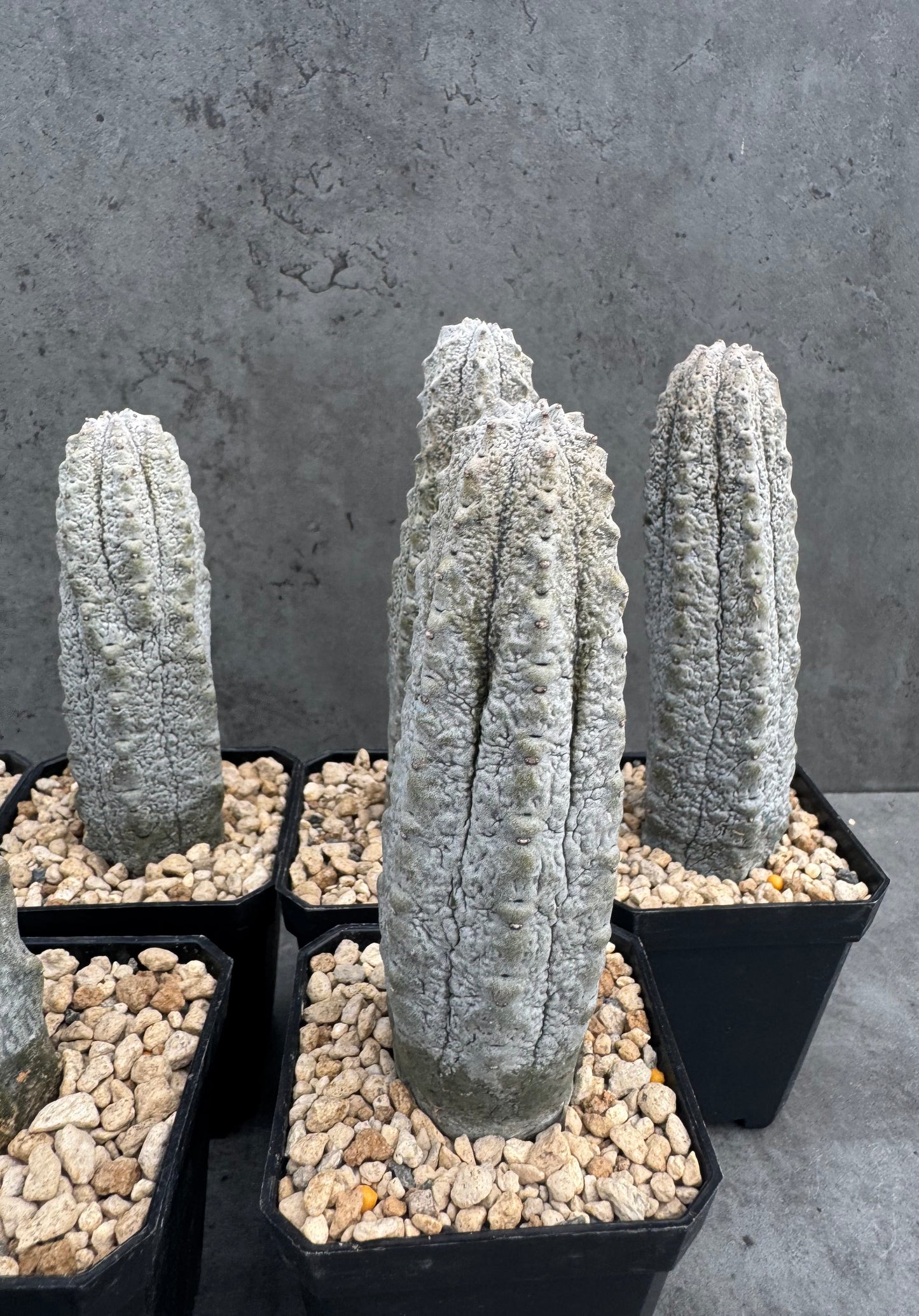 Euphorbia abdelkuri – wurzecht