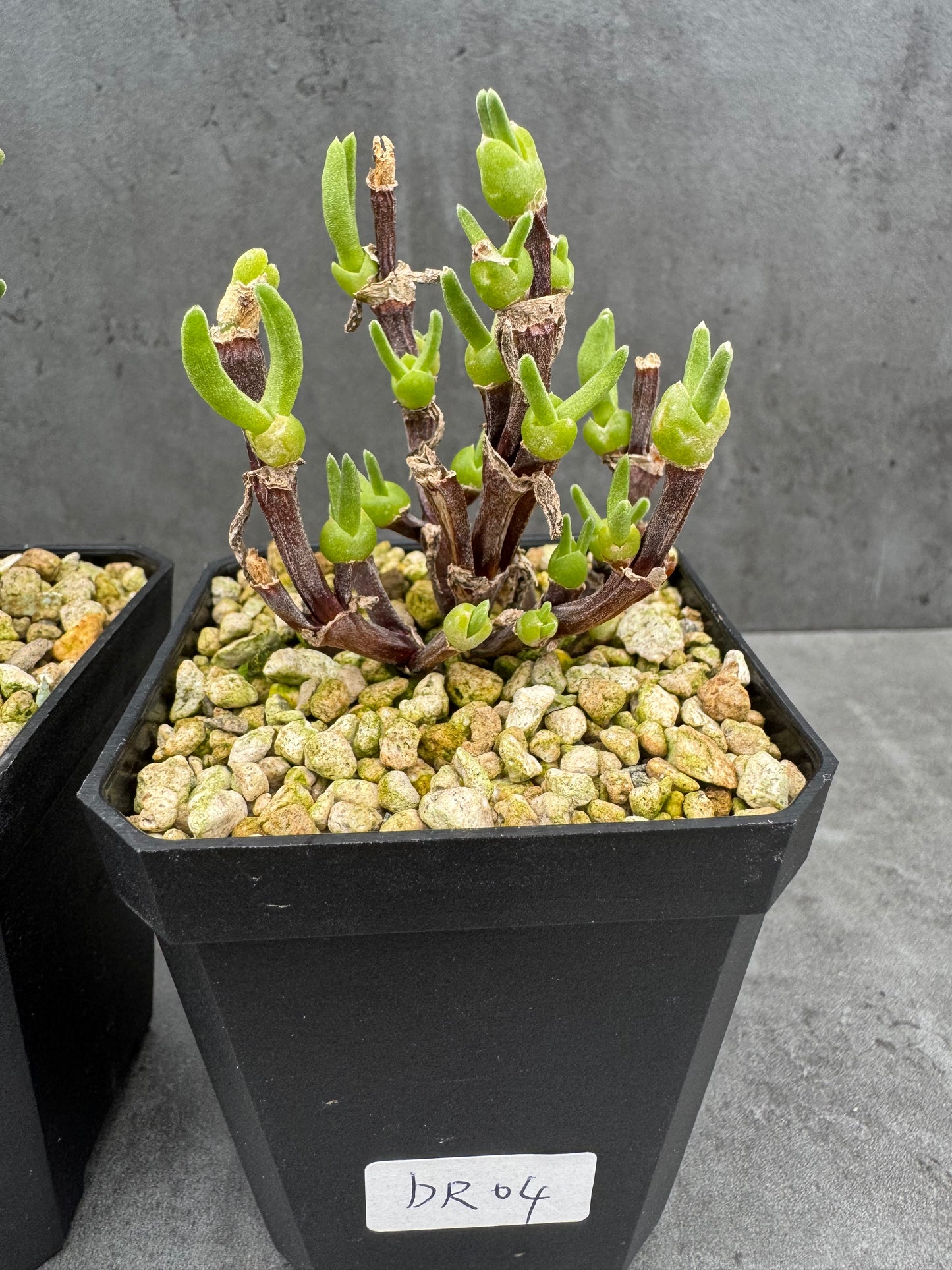 Drosanthemum ramulosum- Stammbildende Mittagsblume aus Südafrika