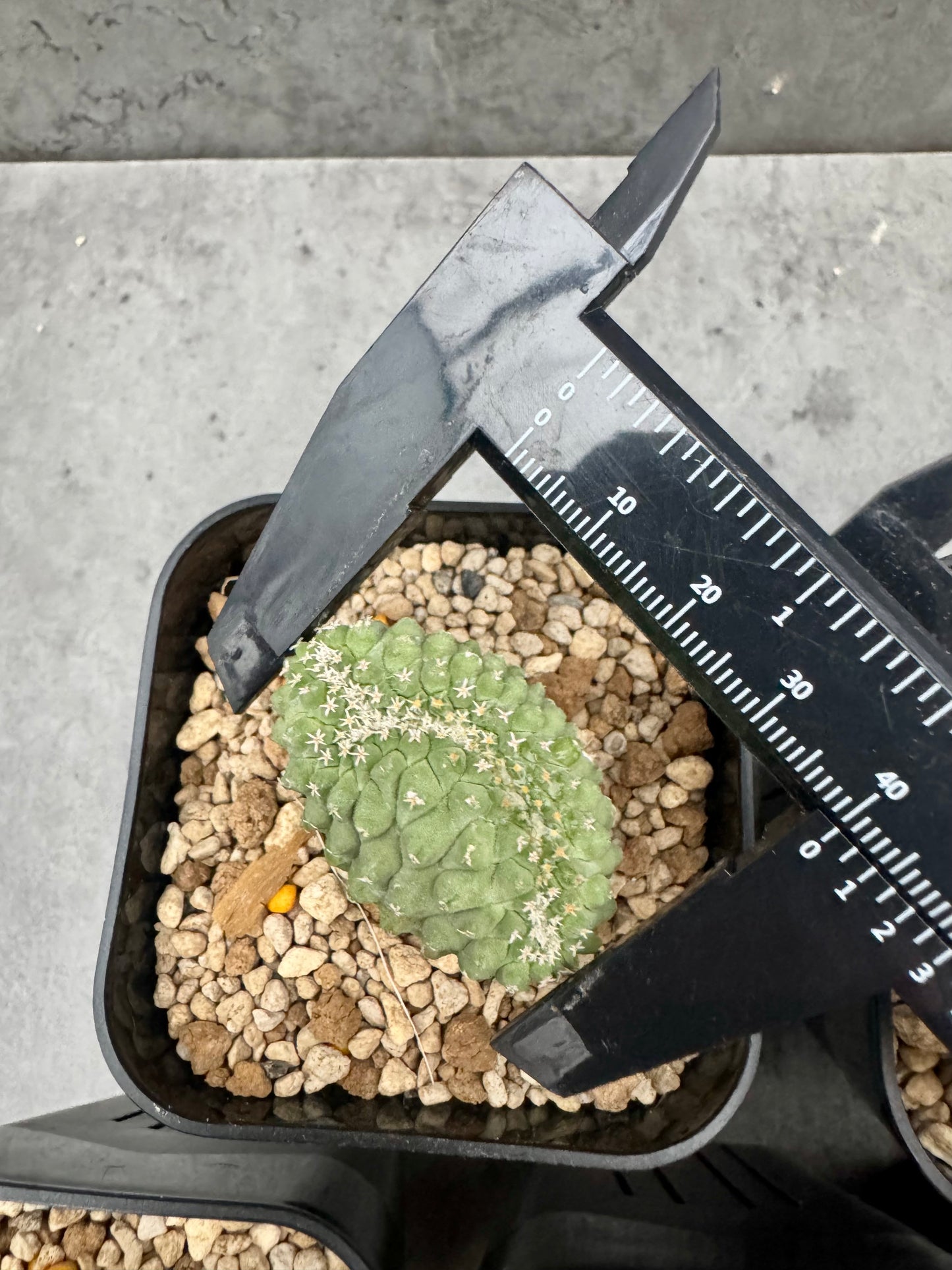 strombocactus disciformis f cristata