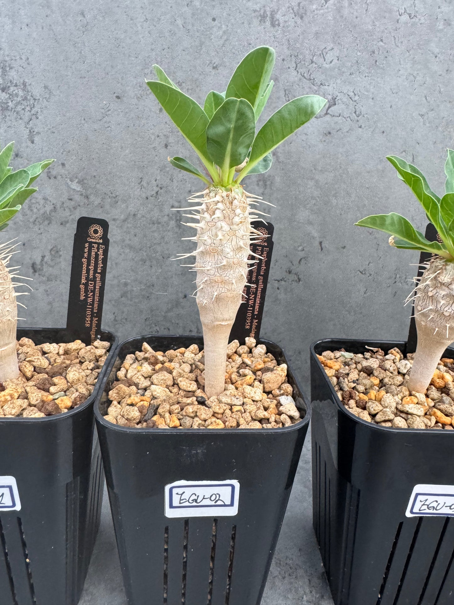 Euphorbia guillauminiana