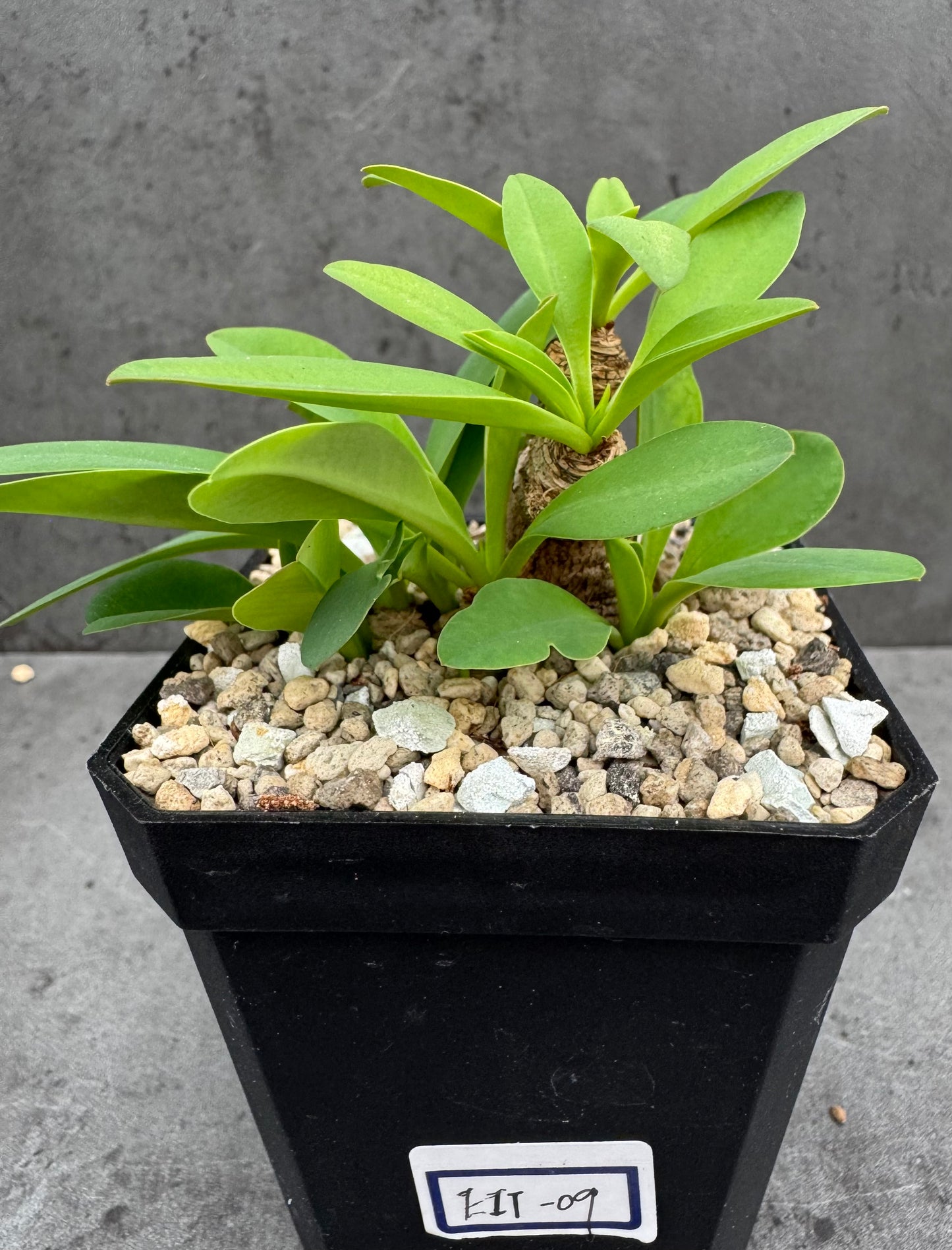 Euphorbia itremensis