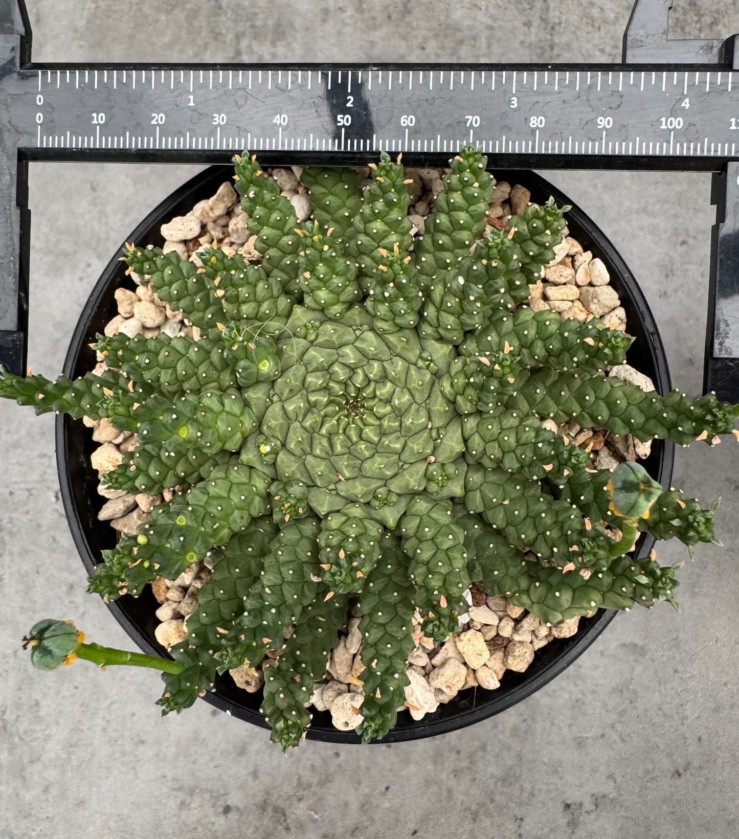 Euphorbia gorgonis