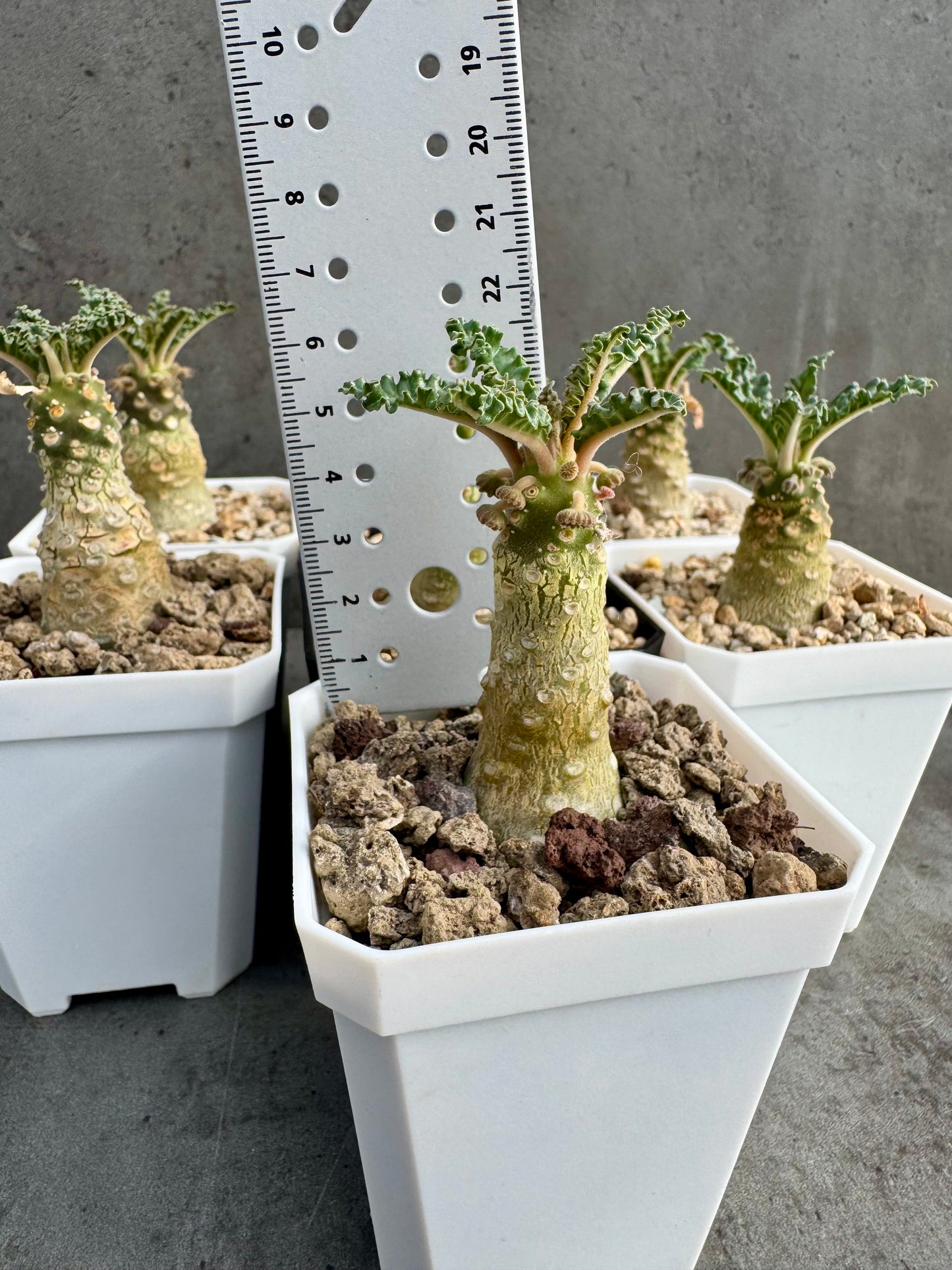Dorstenia lavrani – Seltene Caudexpflanze mit einzigartigen Scheibenblüten