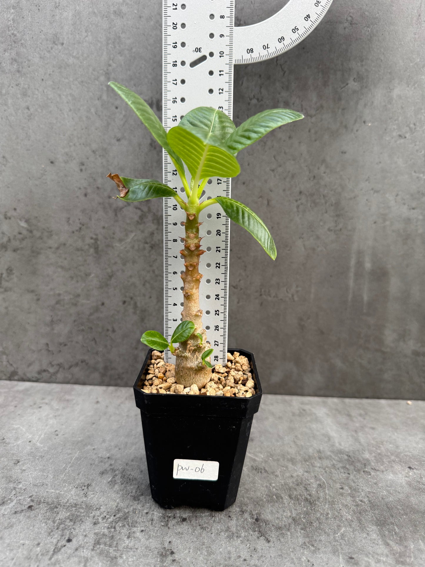 Pachypodium windsorii
