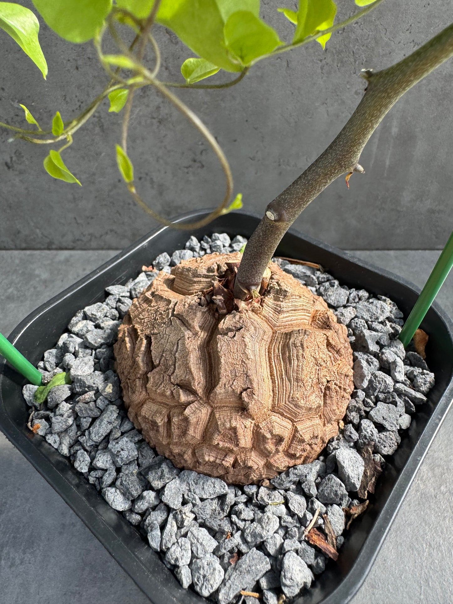 Dioscorea elephantipes – vollständig bewurzeltes Exemplar – Dioe-02