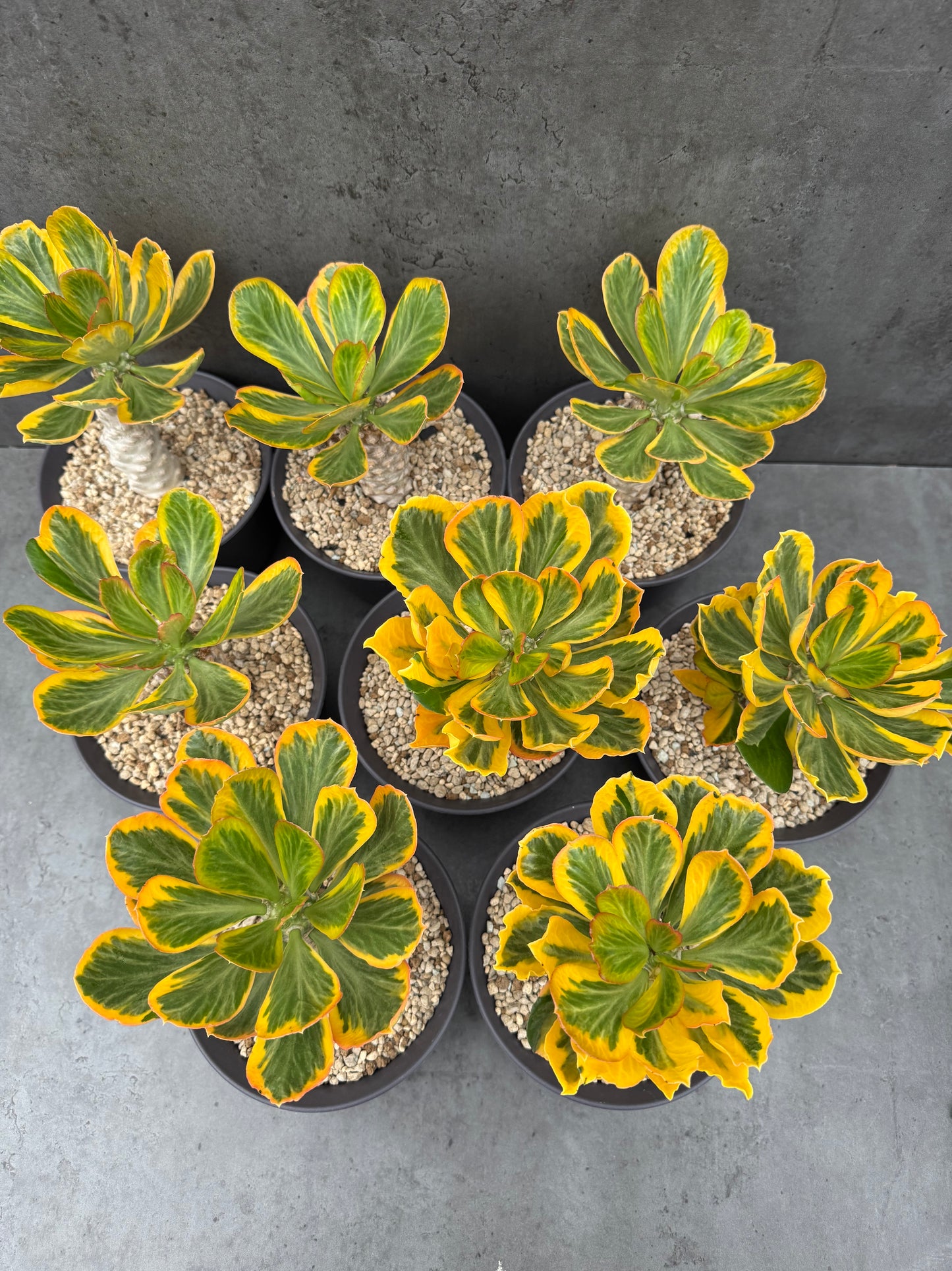 Euphorbia poissonii cv. variegata