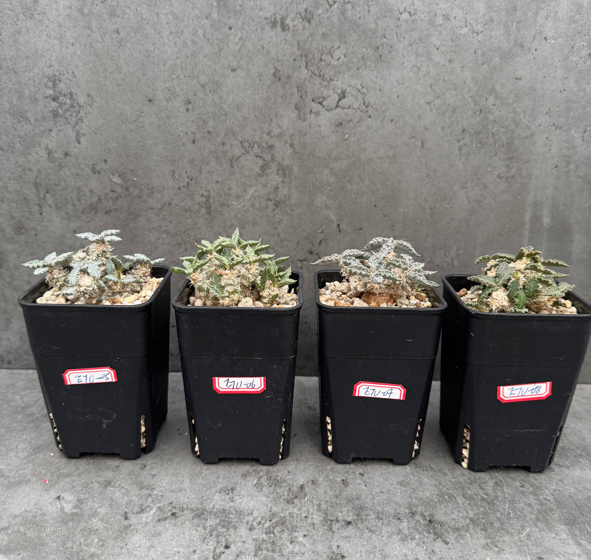 Euphorbia tulearensis