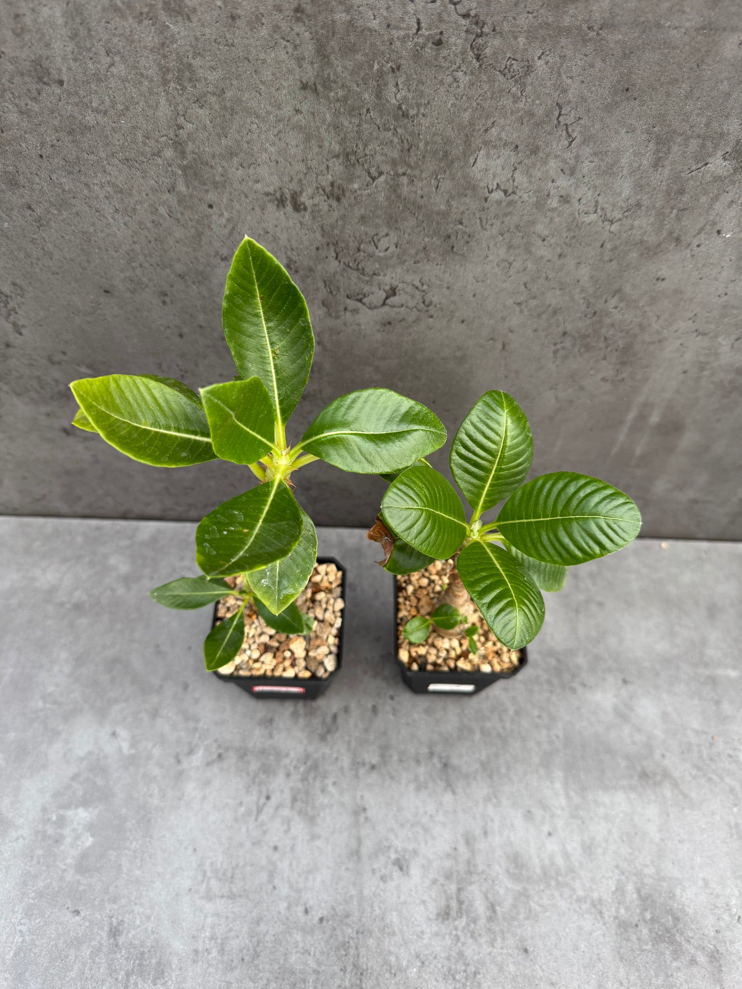 Pachypodium windsorii