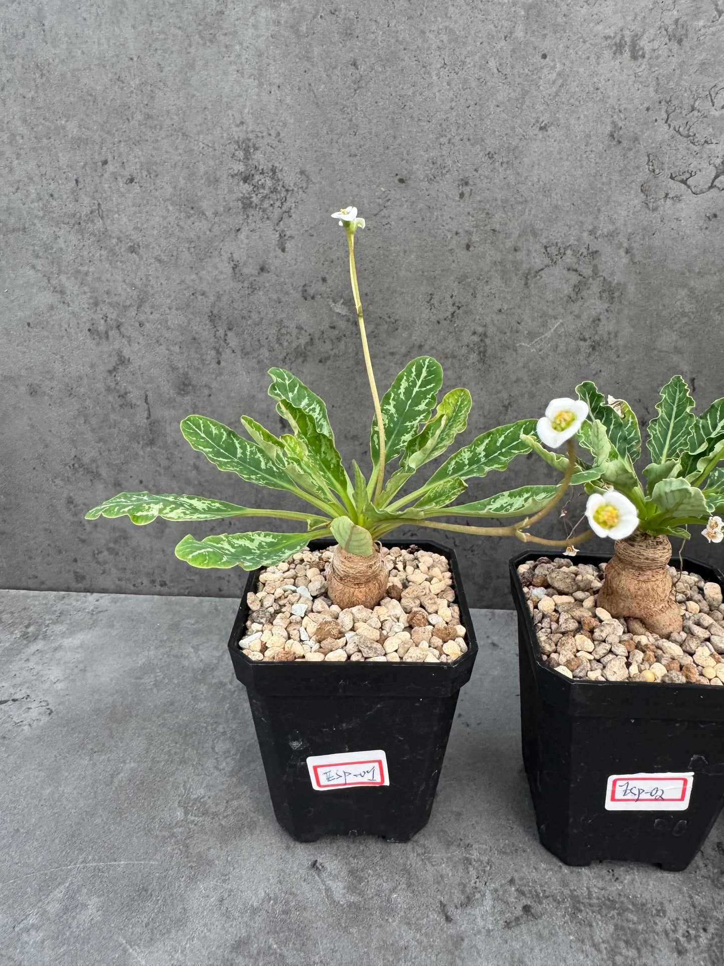 Euphorbia Spannringii fishbone