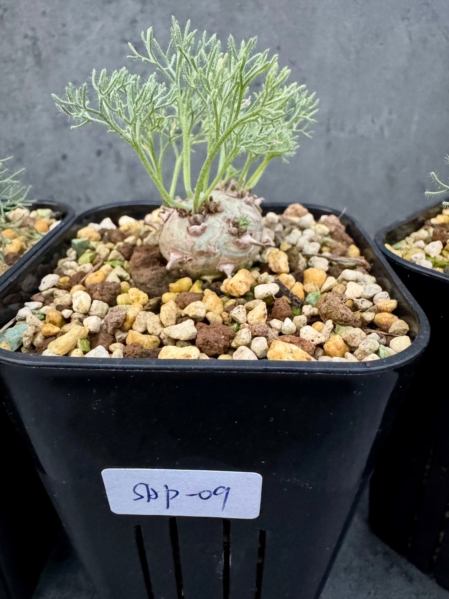 Sarcocaulon peniculinum