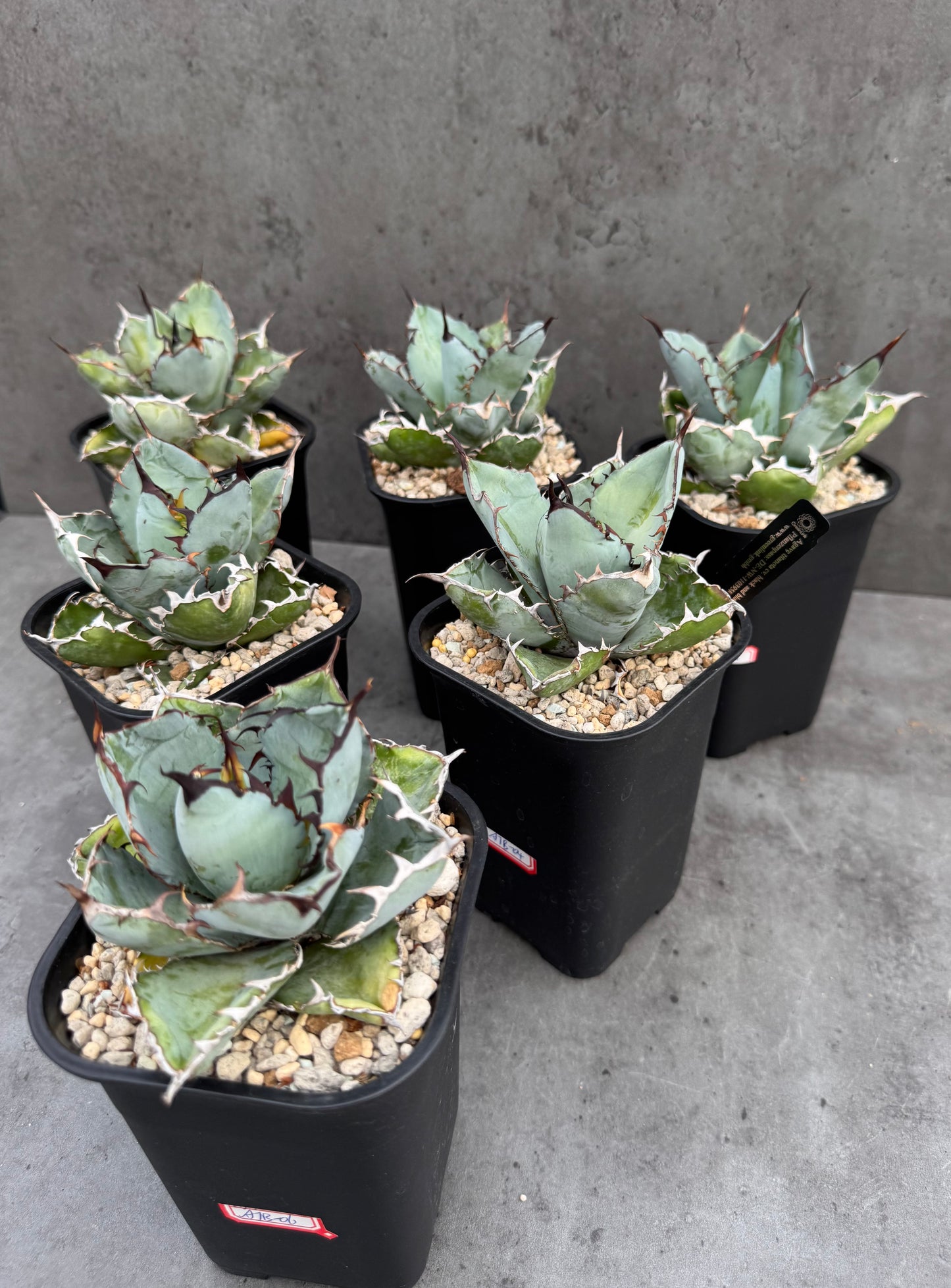 Agave Titanota cv. Black and Blue