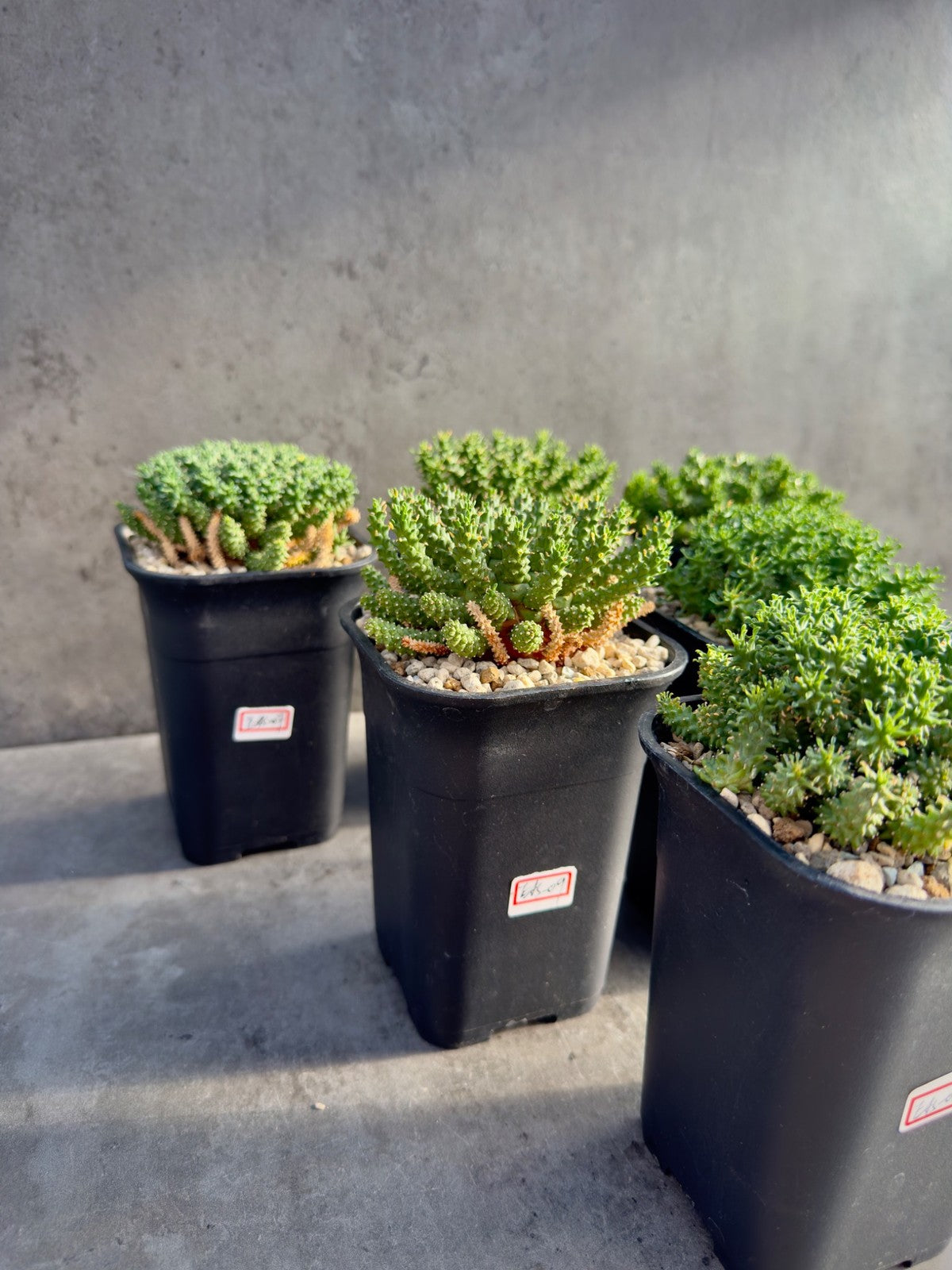 Euphorbia atroviridis