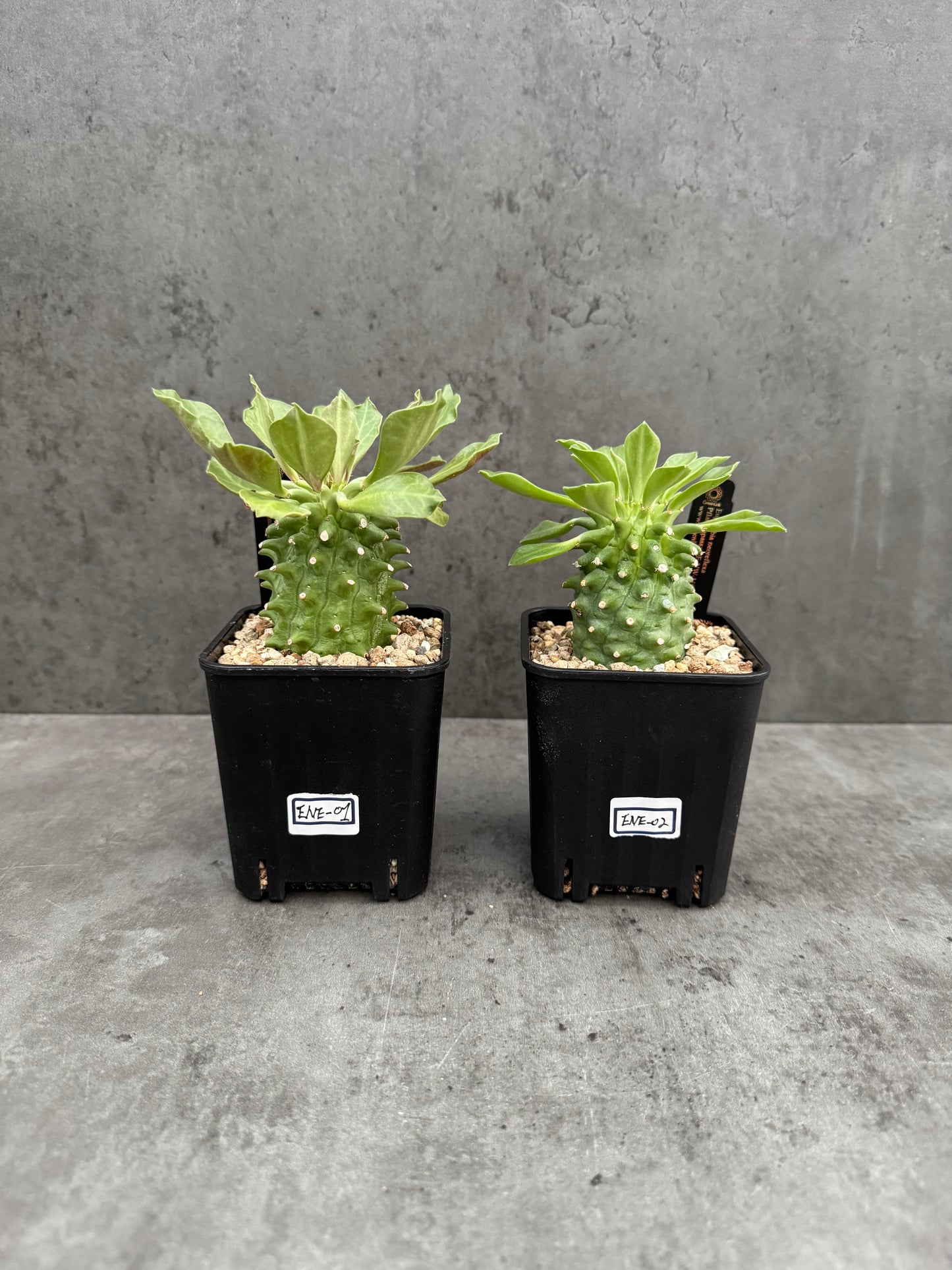 Euphorbia neoreflexa
