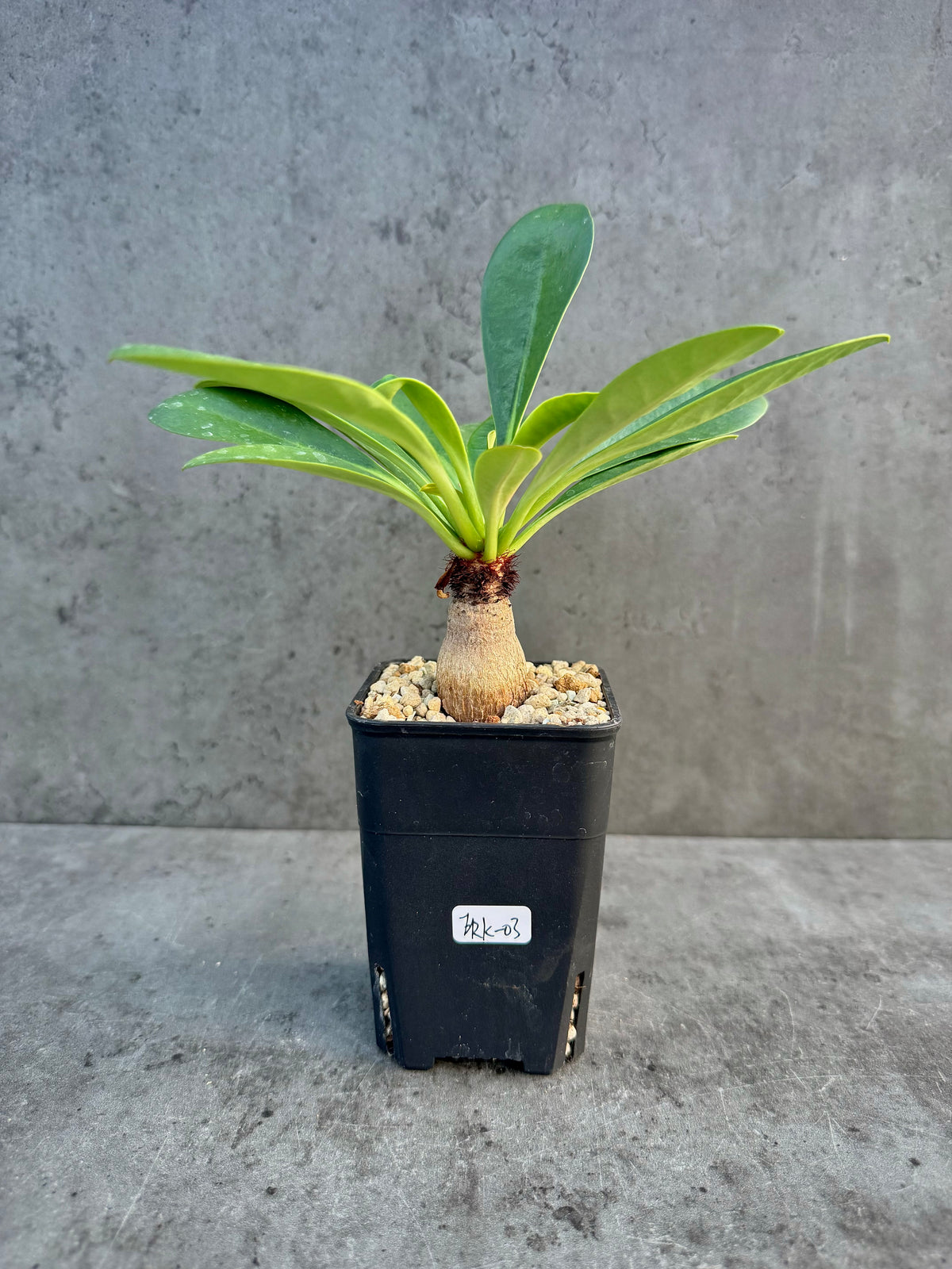 Euphorbia ramena