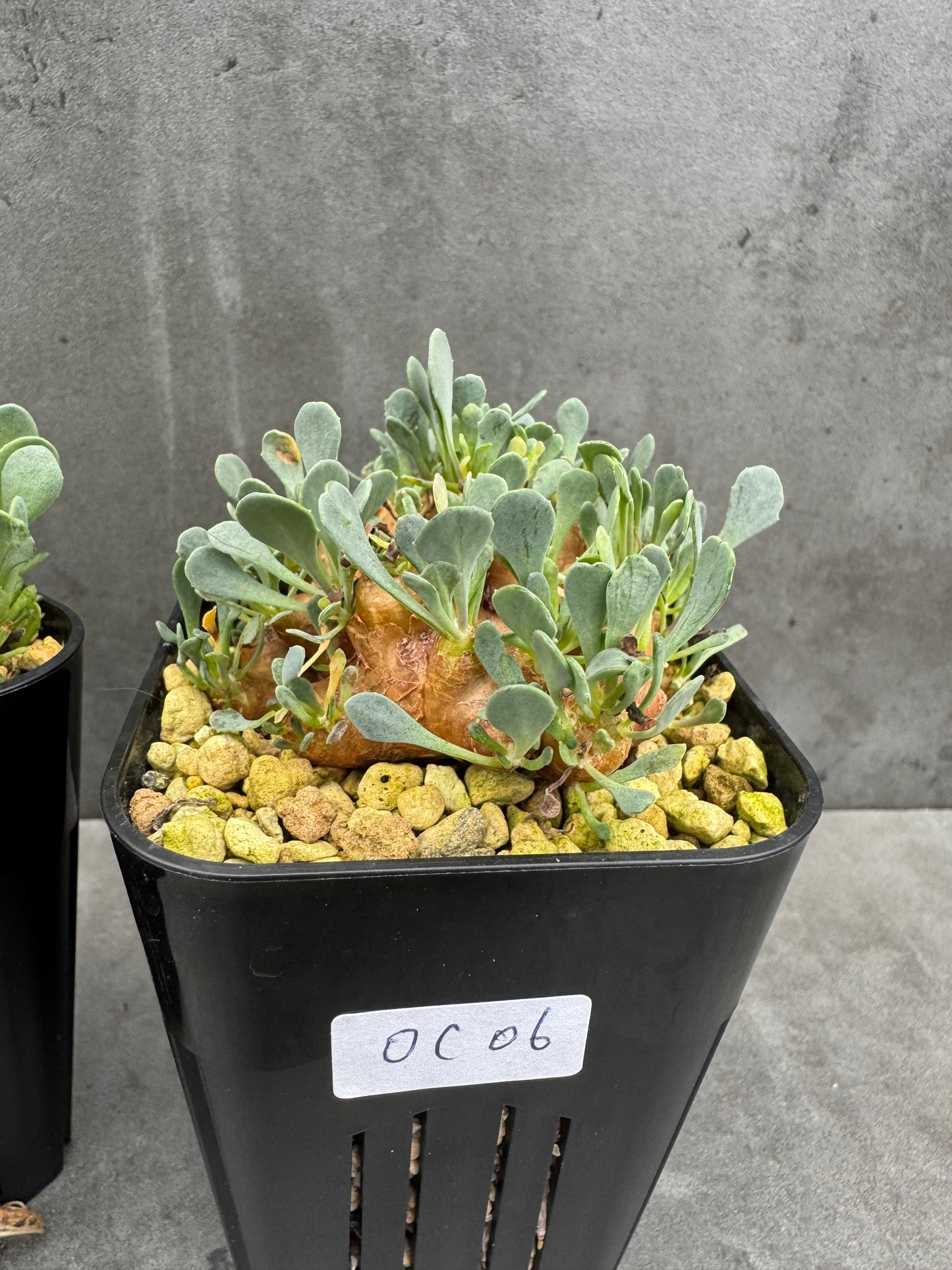 othonna cacalioides - große Pflanzen