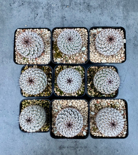 Mammillaria perezdelarosae subsp. andersonii