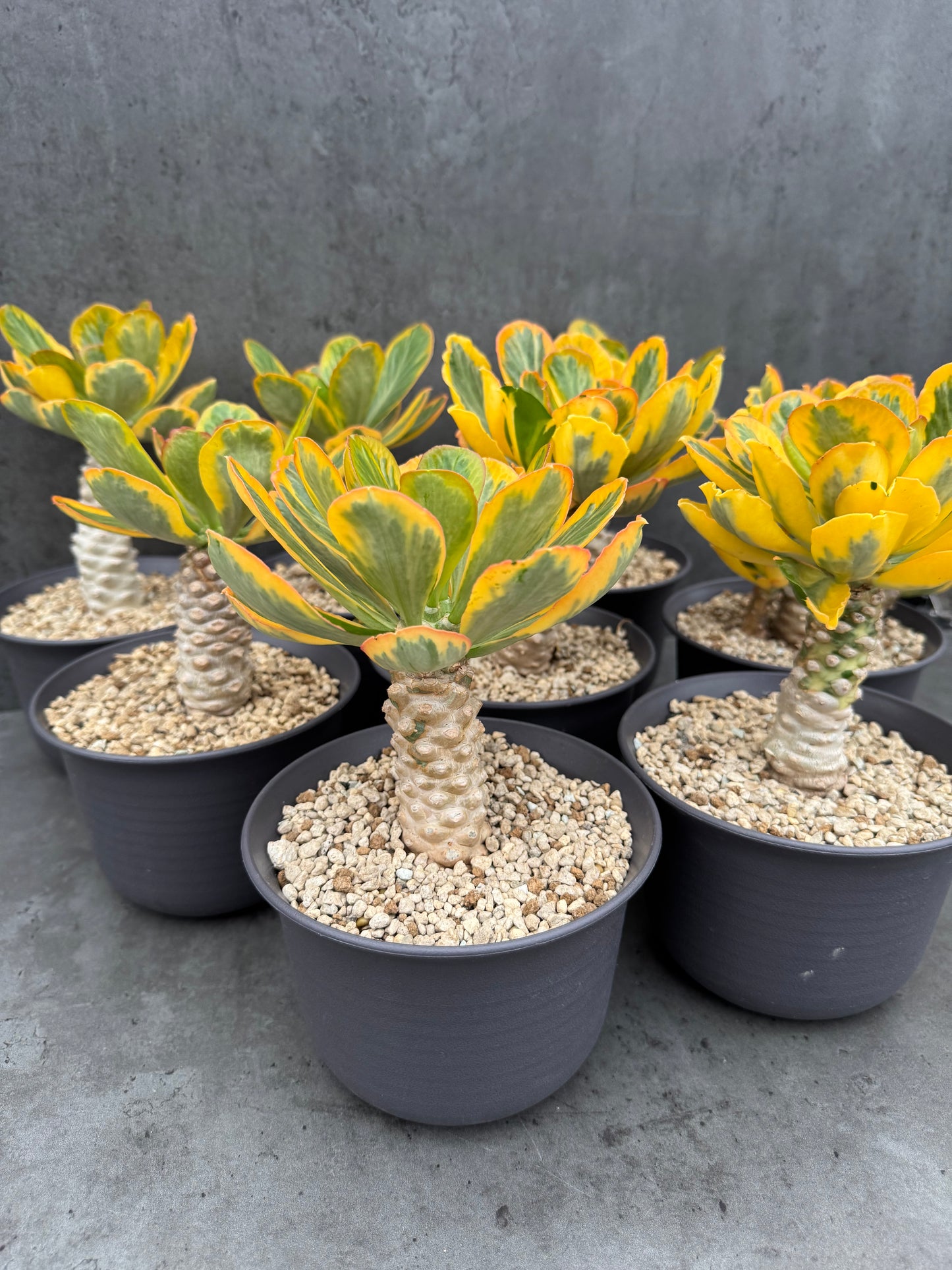 Euphorbia poissonii cv. variegata