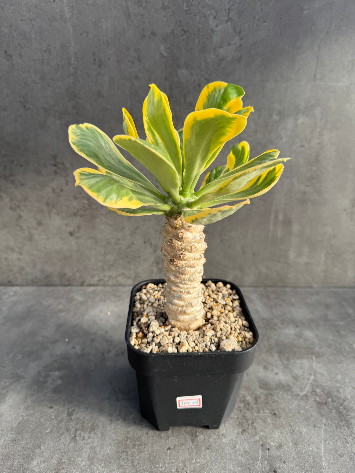 Euphorbia poissonii variegata - Wurzelechte Exemplare