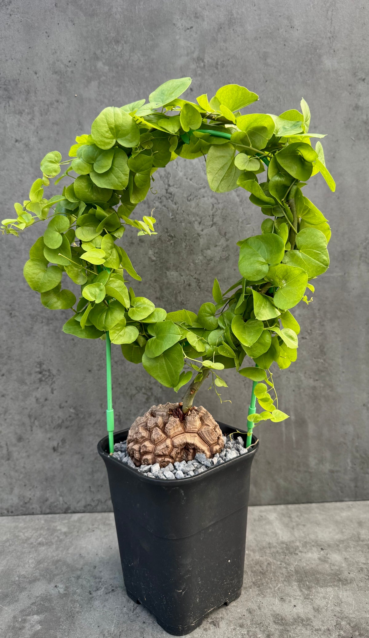 Dioscorea elephantipes – vollständig bewurzeltes Exemplar – Dio-10