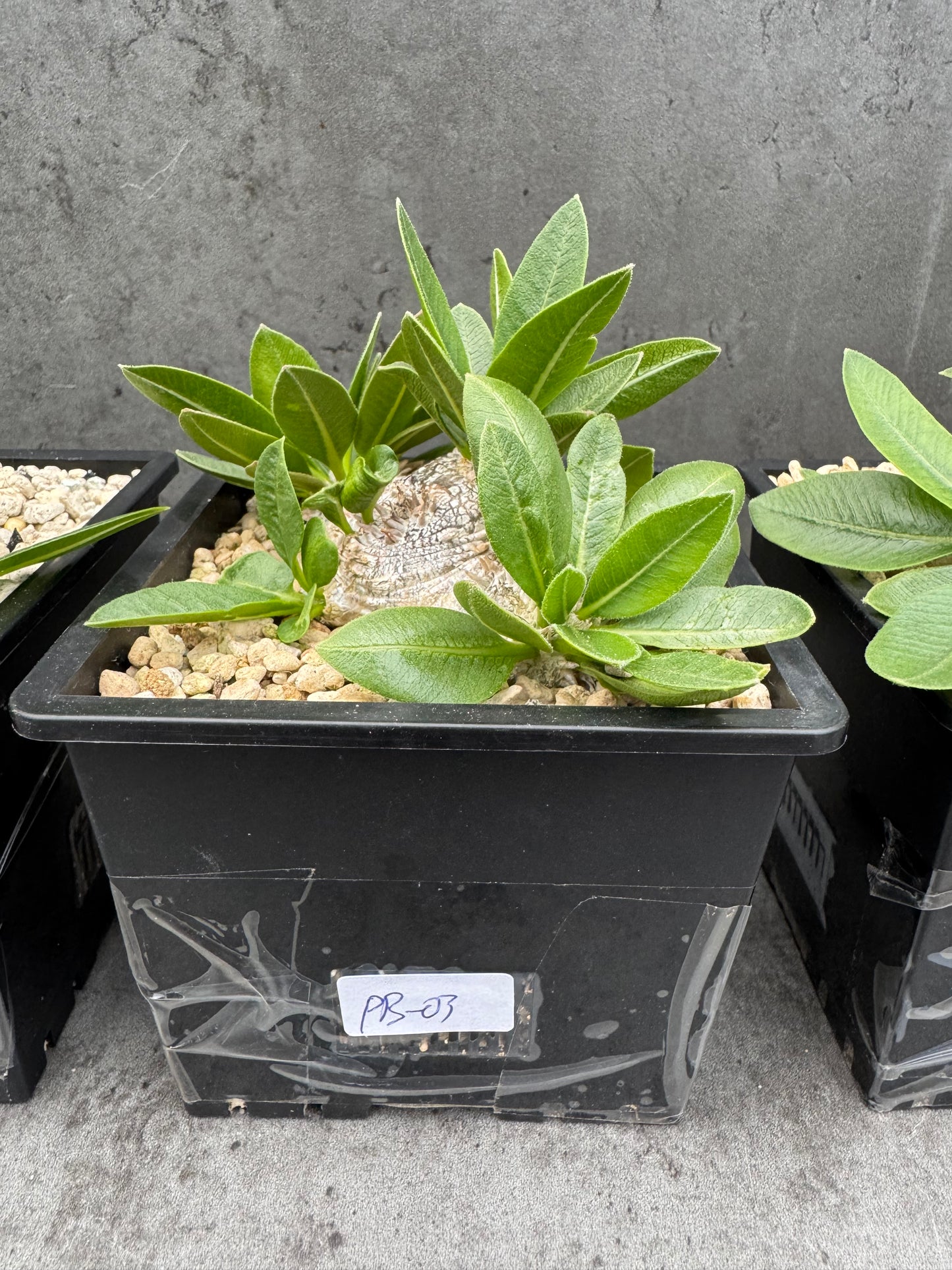 Pachypodium brevicaule großes Exemplar - wurzelecht