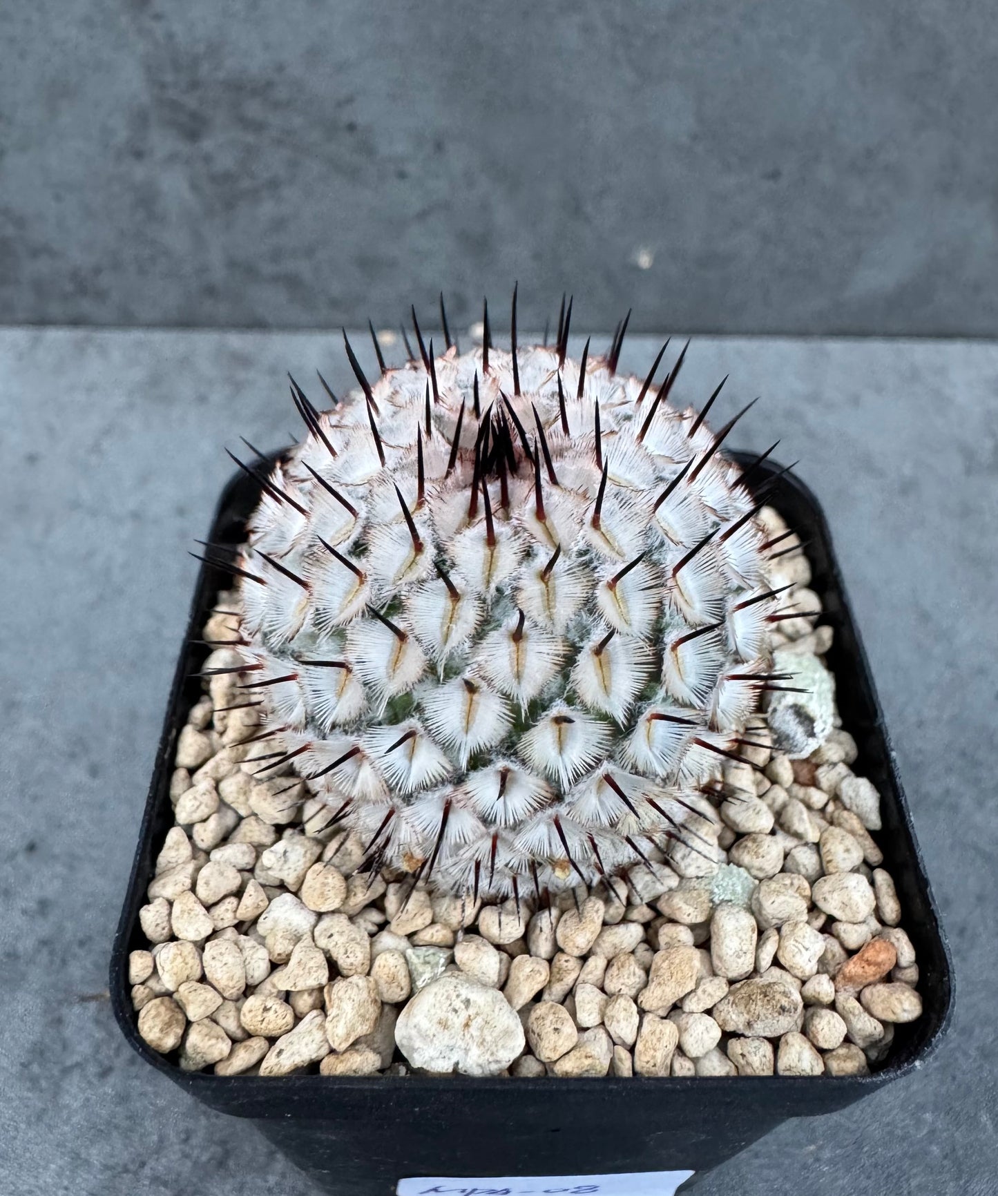 Mammillaria perezdelarosae subsp. andersonii
