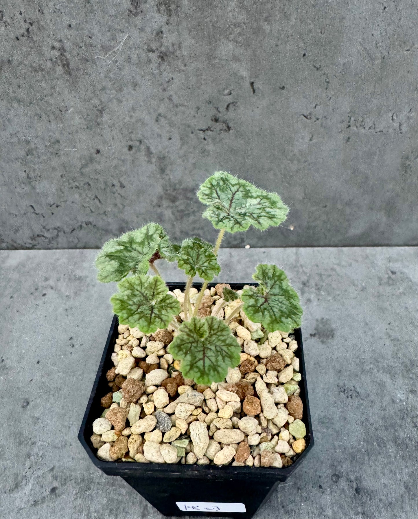 Pelargonium barklyi