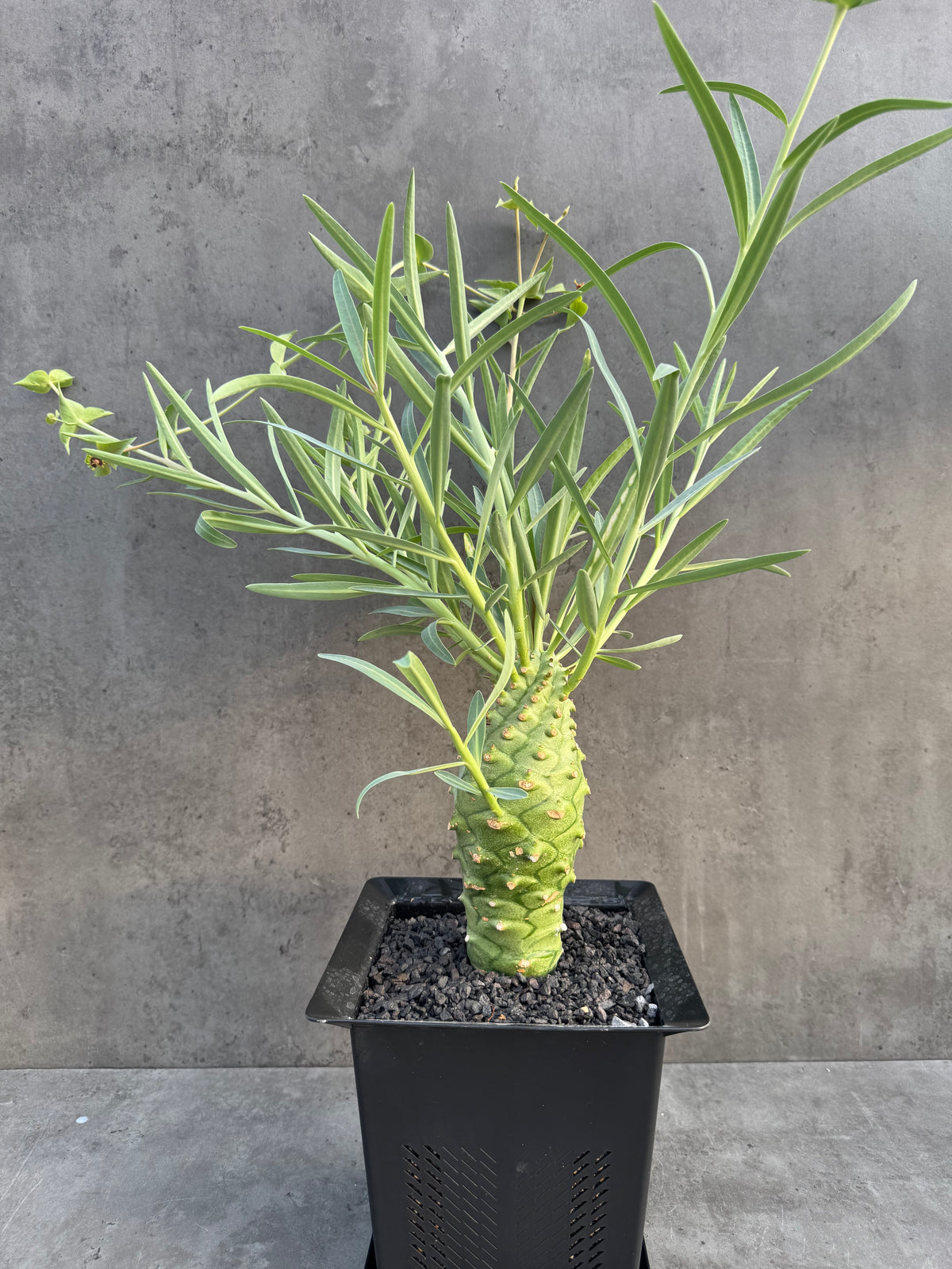 Euphorbia monteiroi – Angola Form (XXL - EM-02)