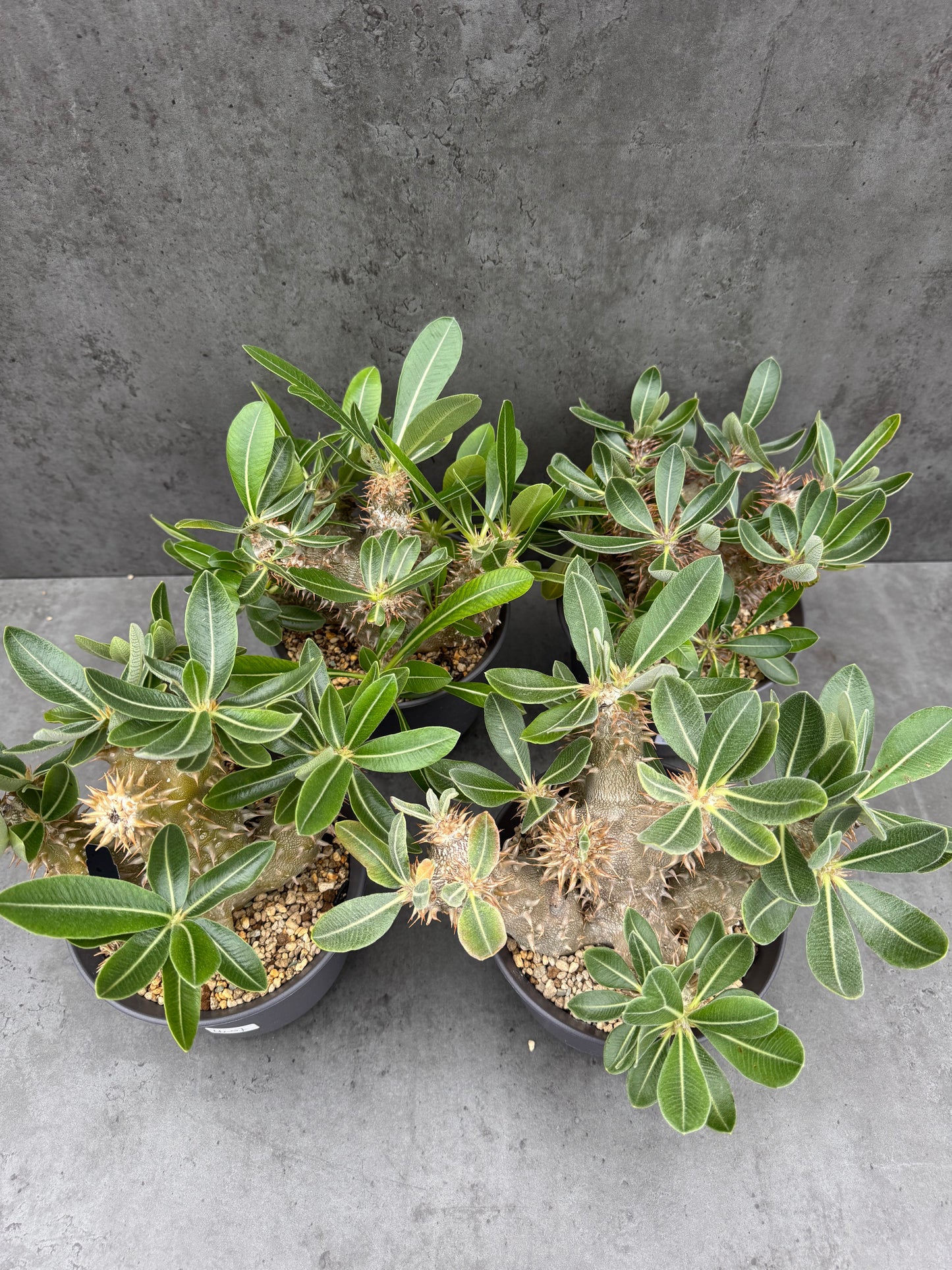 Pachypodium densiflorum große Pflanzen