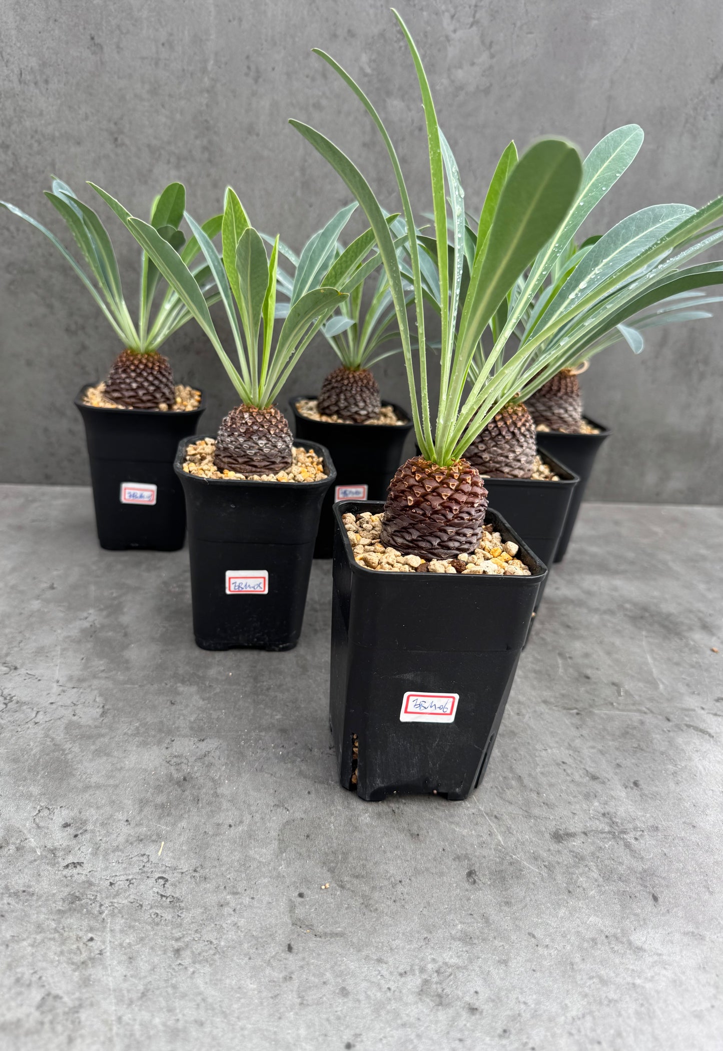 Euphorbia bupleurifolia- mittlere Größe