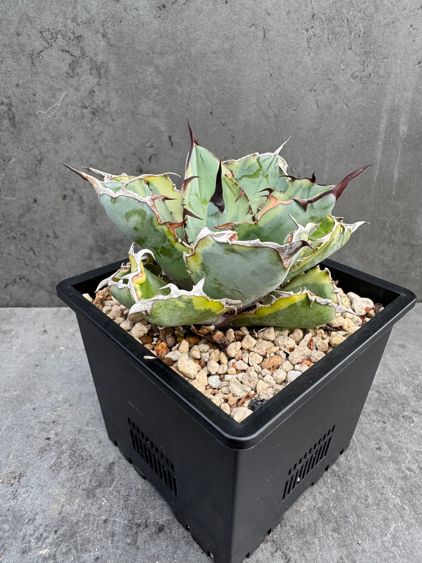Agave Titanota Black And Blue Variegata