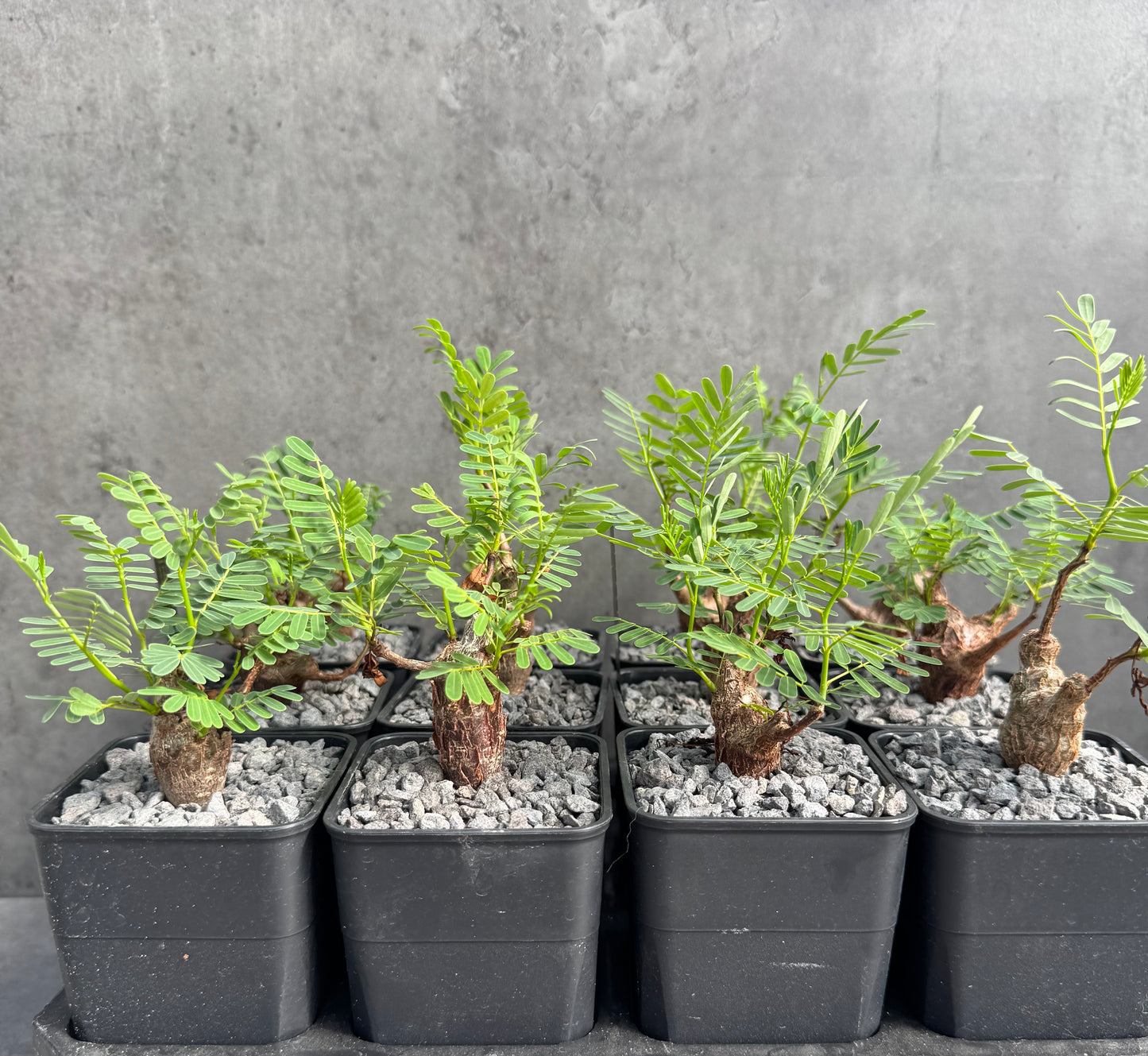 Senna meridionalis