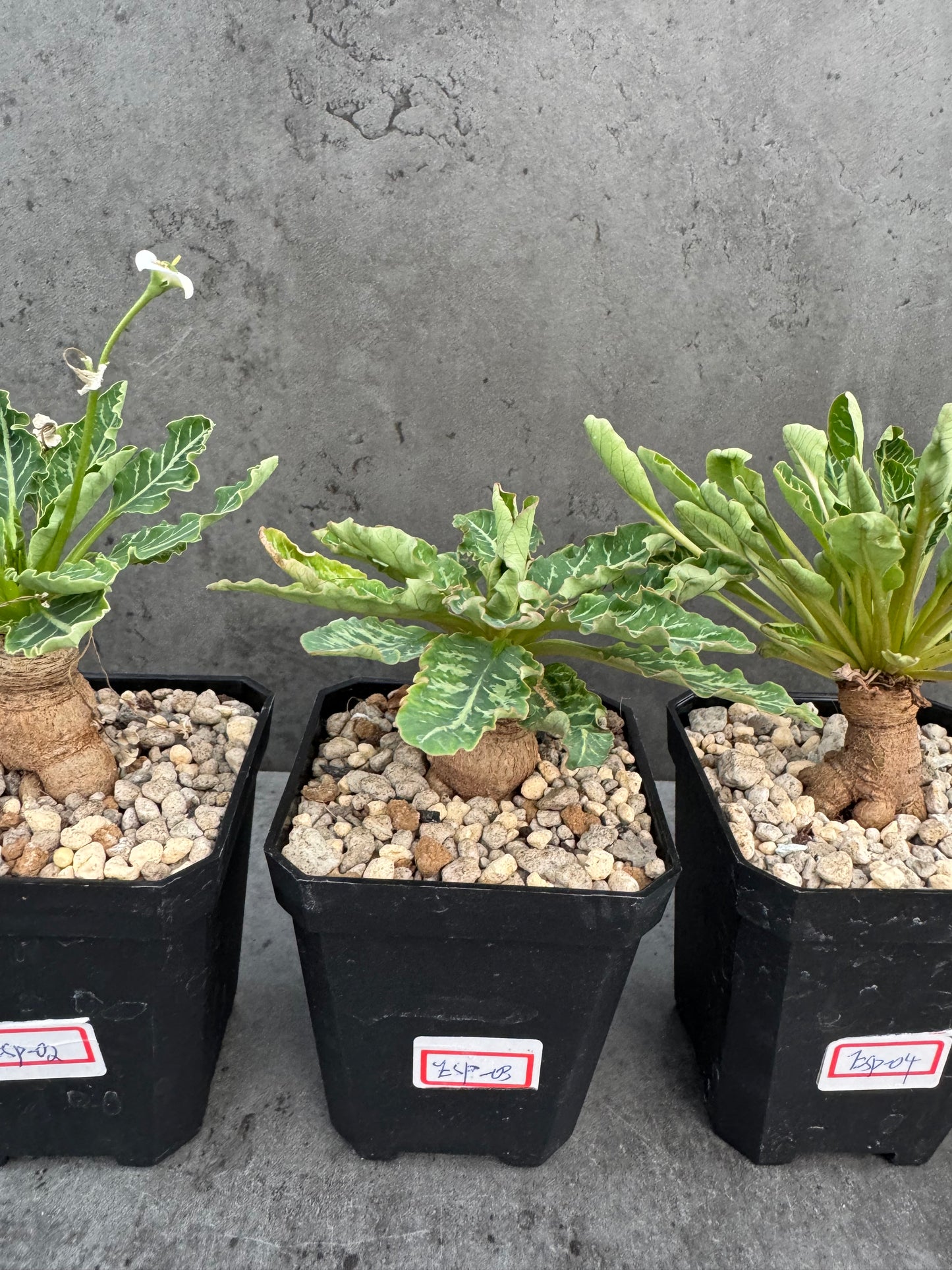 Euphorbia Spannringii fishbone