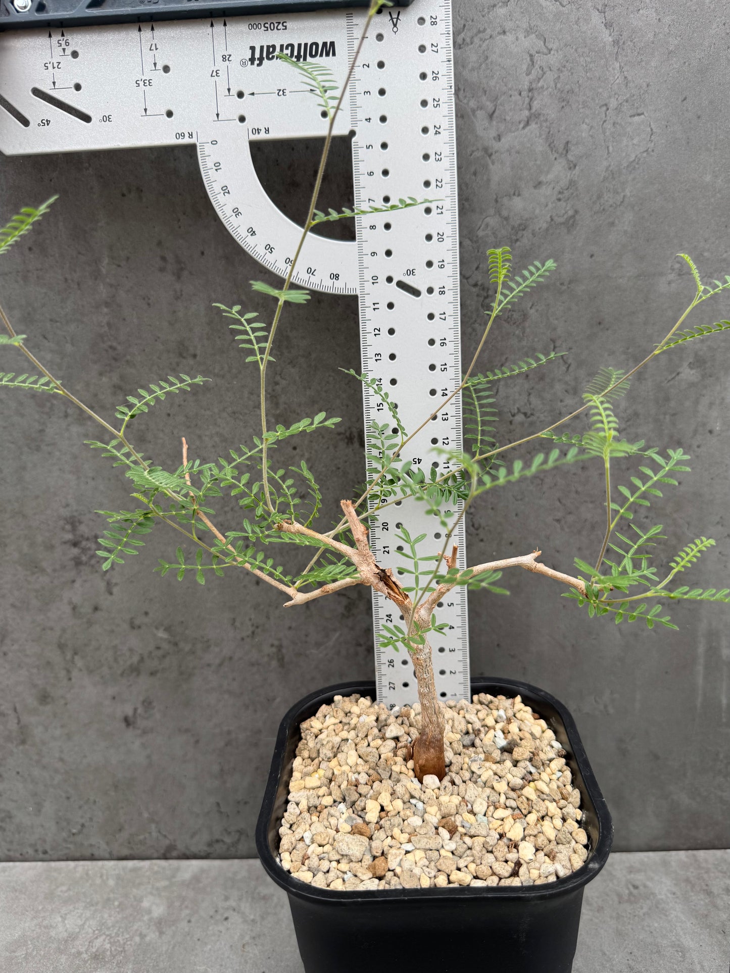 Operculicarya hyphaenoides -Rarität