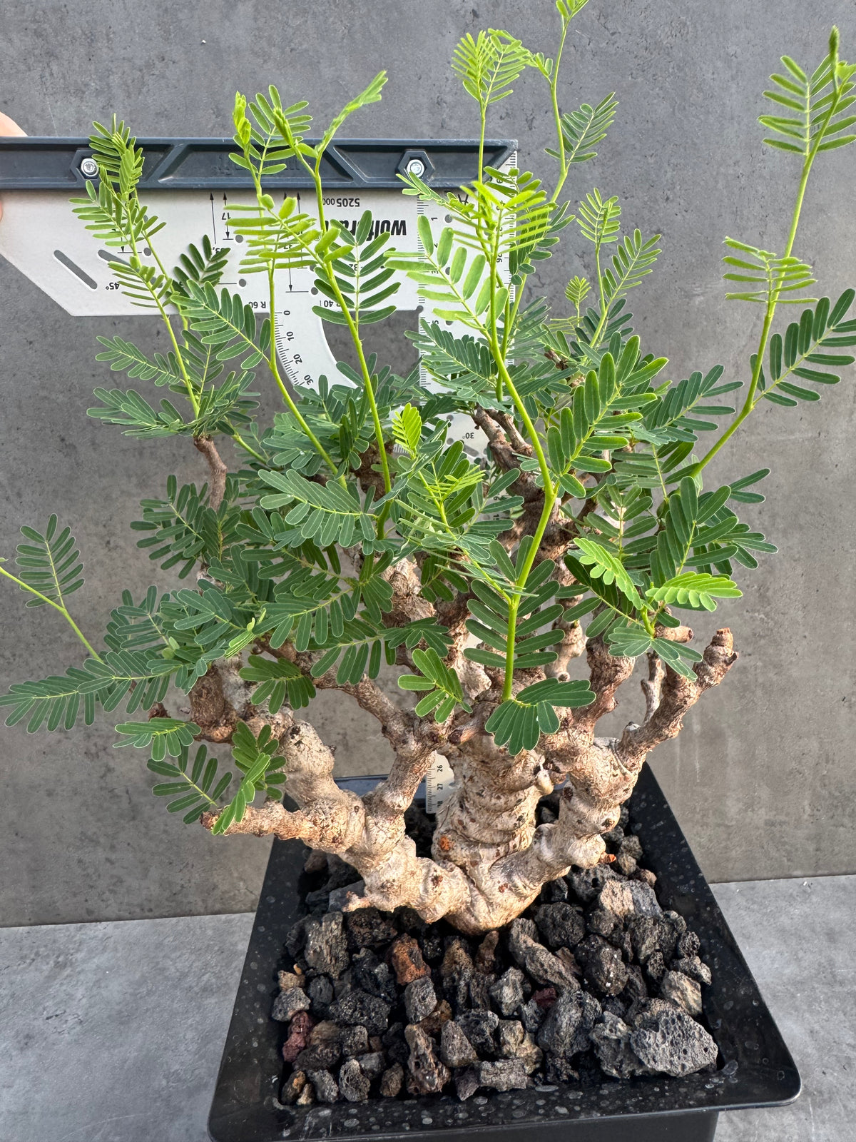 Senna meridionalis - ein exklusives Exemplar! (XL-05)