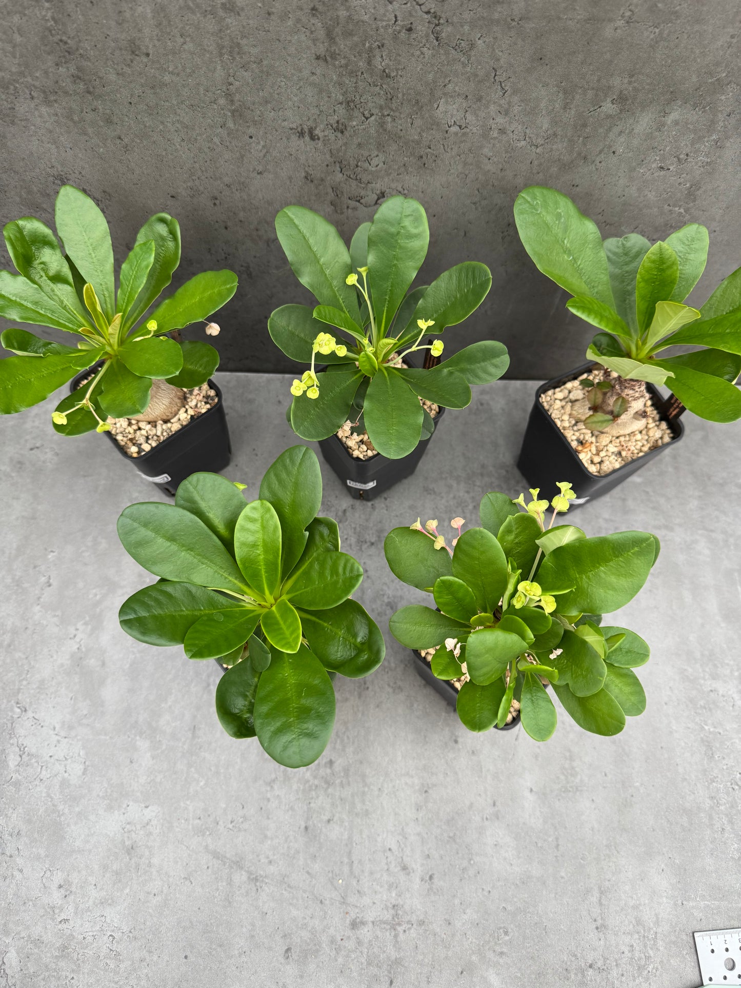 Euphorbia ramena - Riesenpflanzen