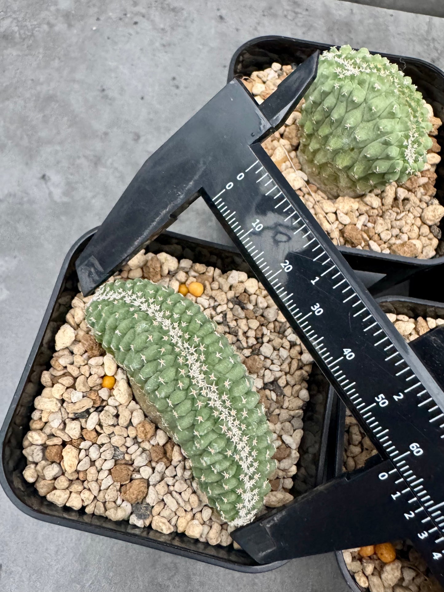 strombocactus disciformis f cristata