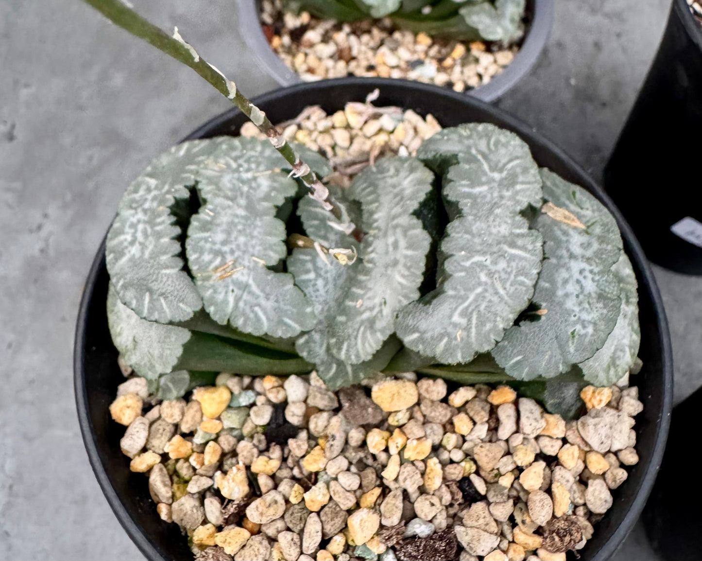 Haworthia truncata cv. Polar bear