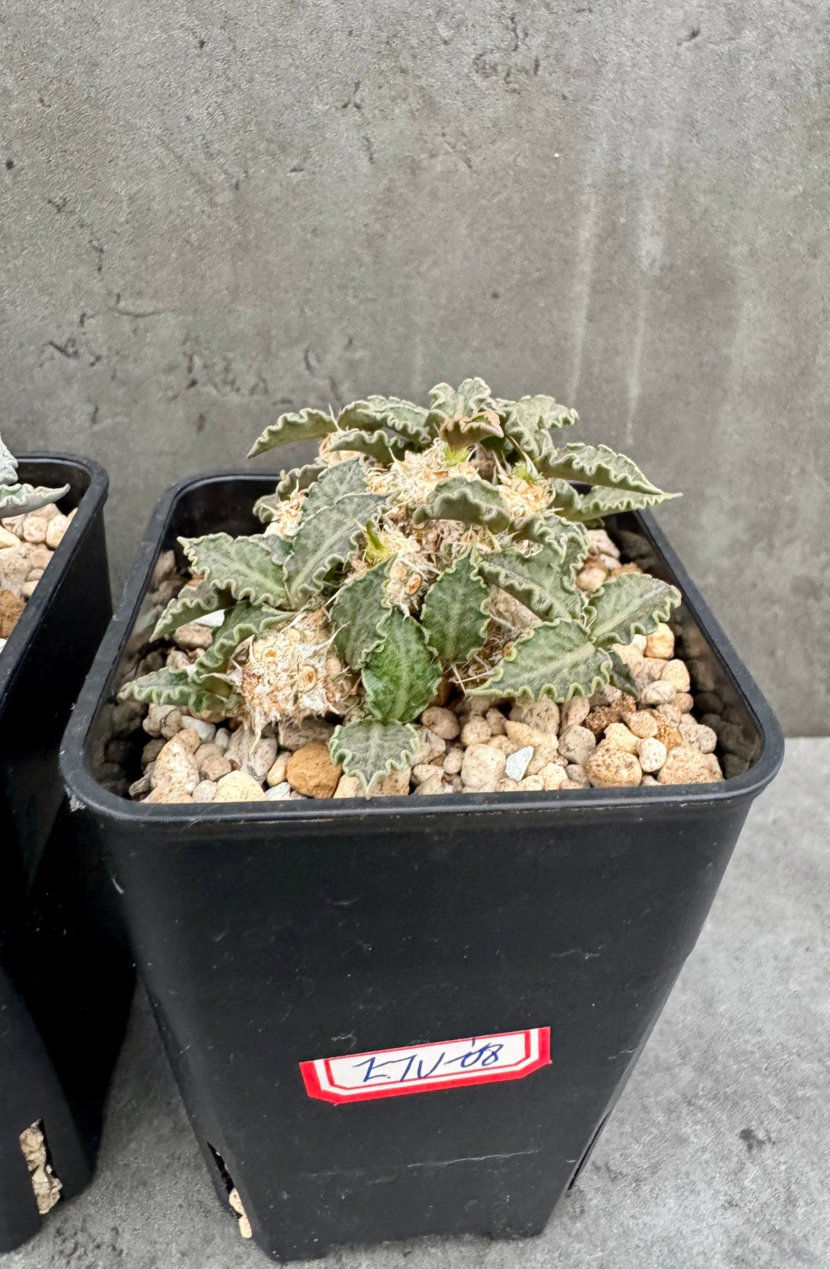 Euphorbia tulearensis