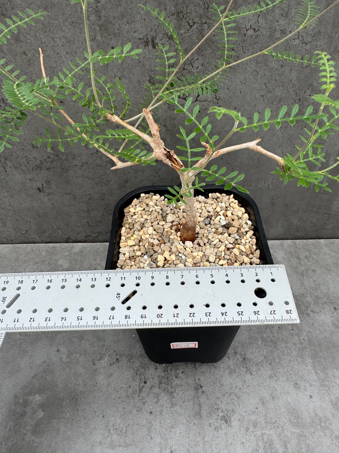 Operculicarya hyphaenoides -Rarität