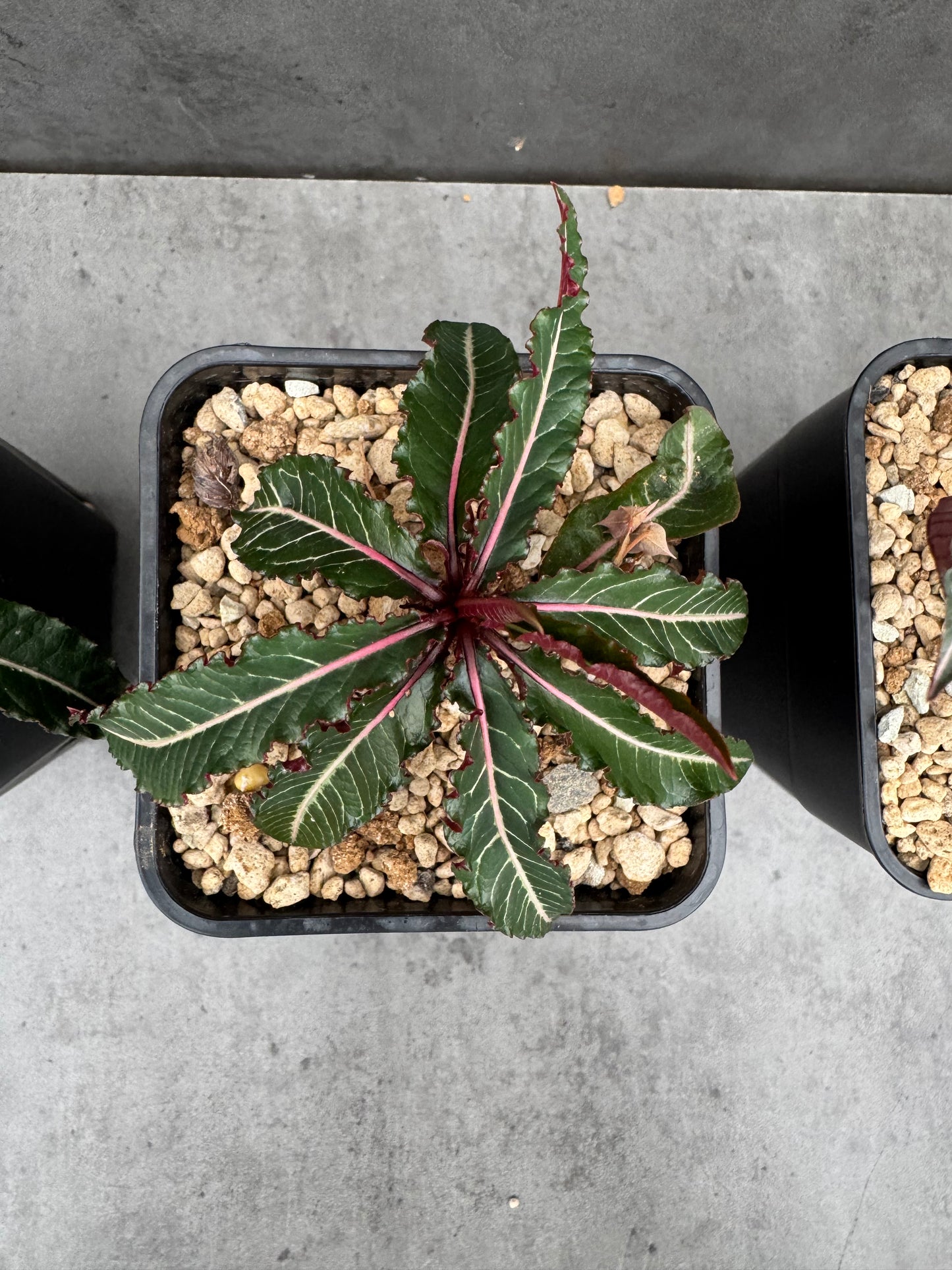Euphorbia labatii
