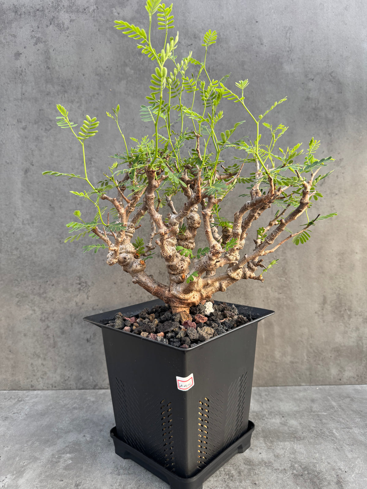 Senna meridionalis XXL - ein exklusives Exemplar! (XXL-04)