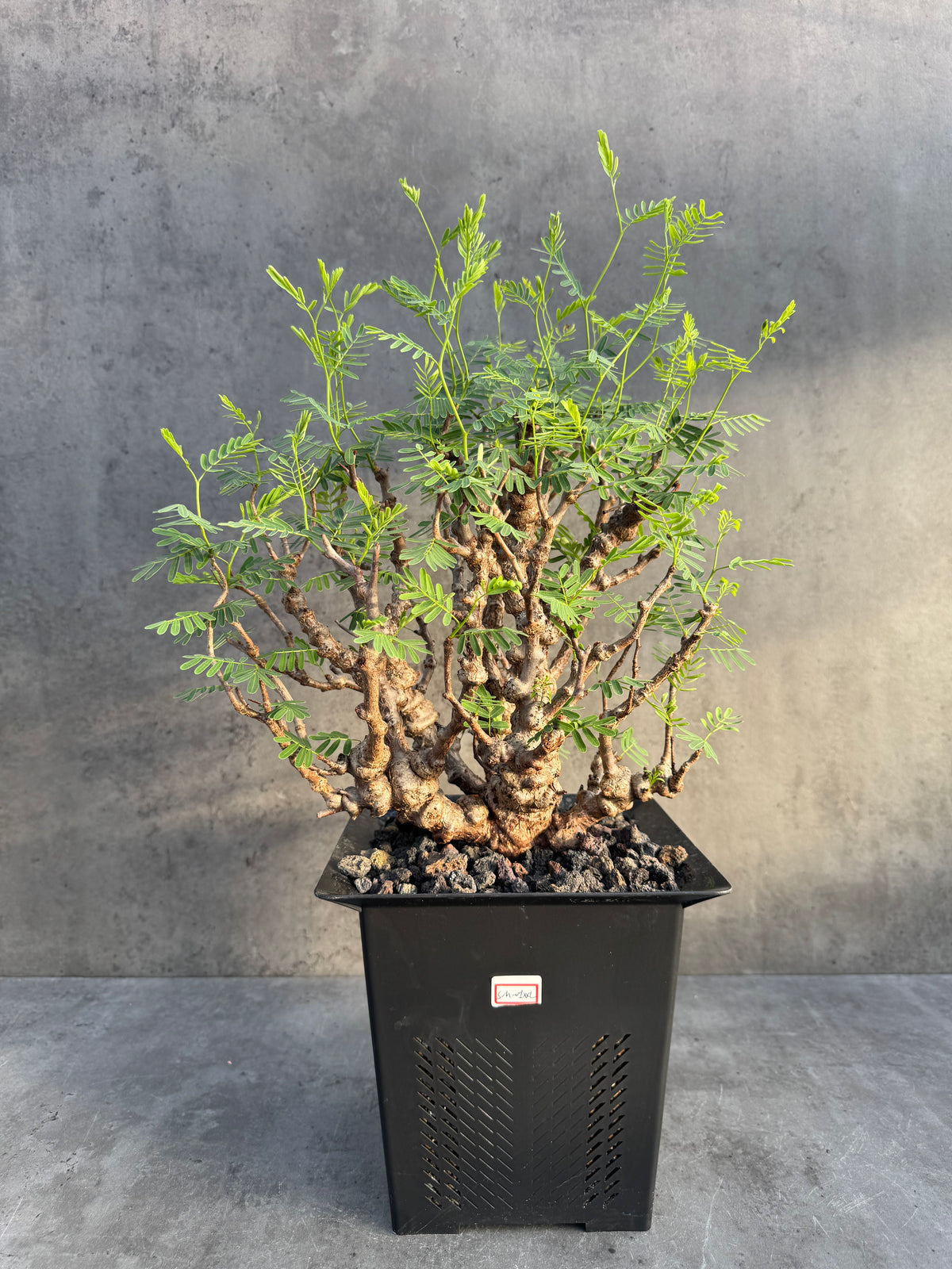 Senna meridionalis XXL - ein exklusives Exemplar!