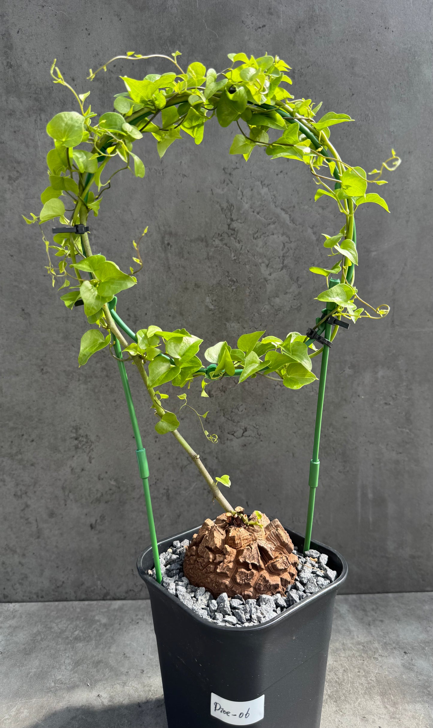 Dioscorea elephantipes – vollständig bewurzeltes Exemplar – Dioe-06