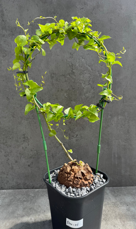 Dioscorea elephantipes – vollständig bewurzeltes Exemplar – Dioe-06