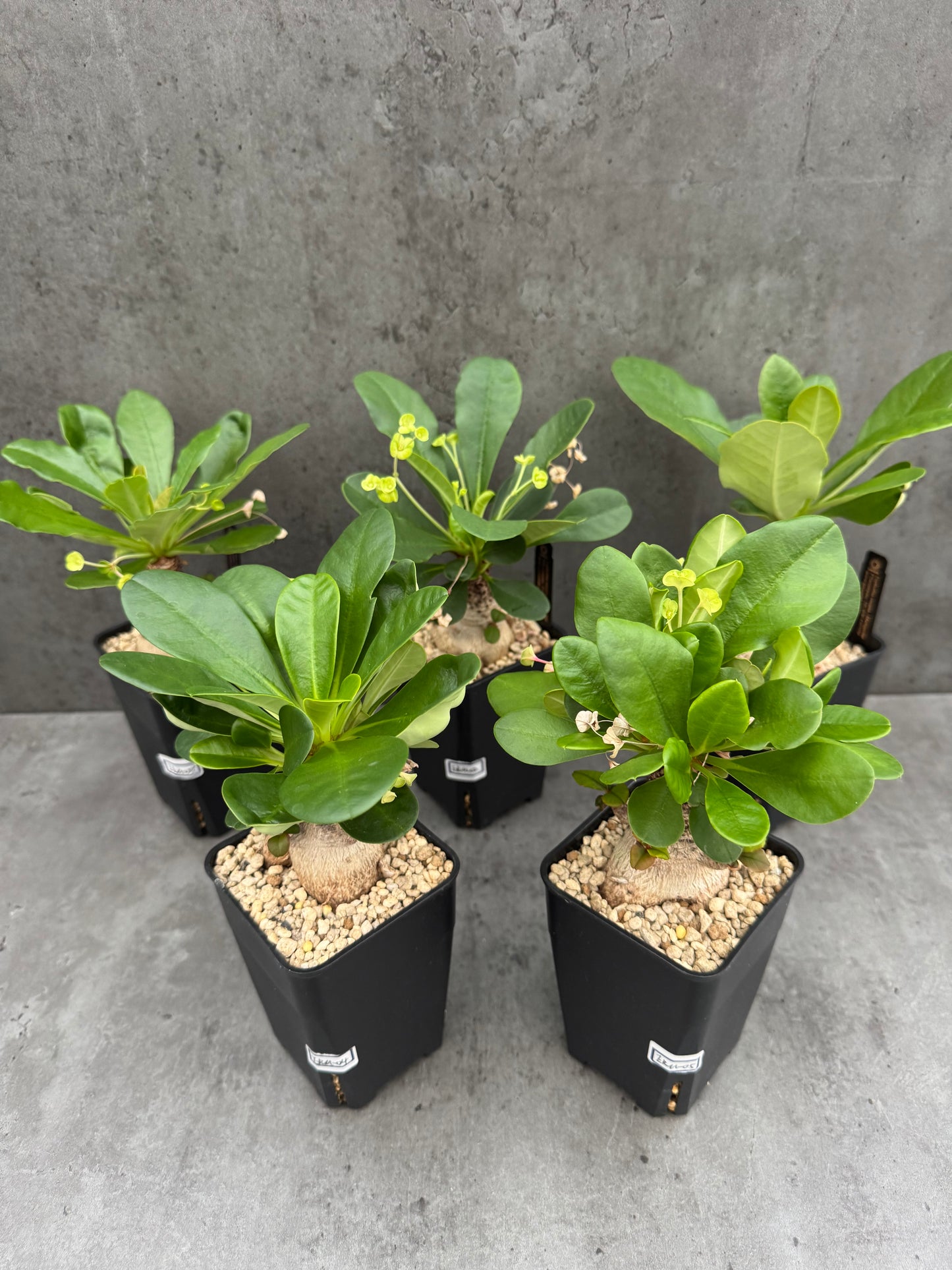 Euphorbia ramena - Riesenpflanzen