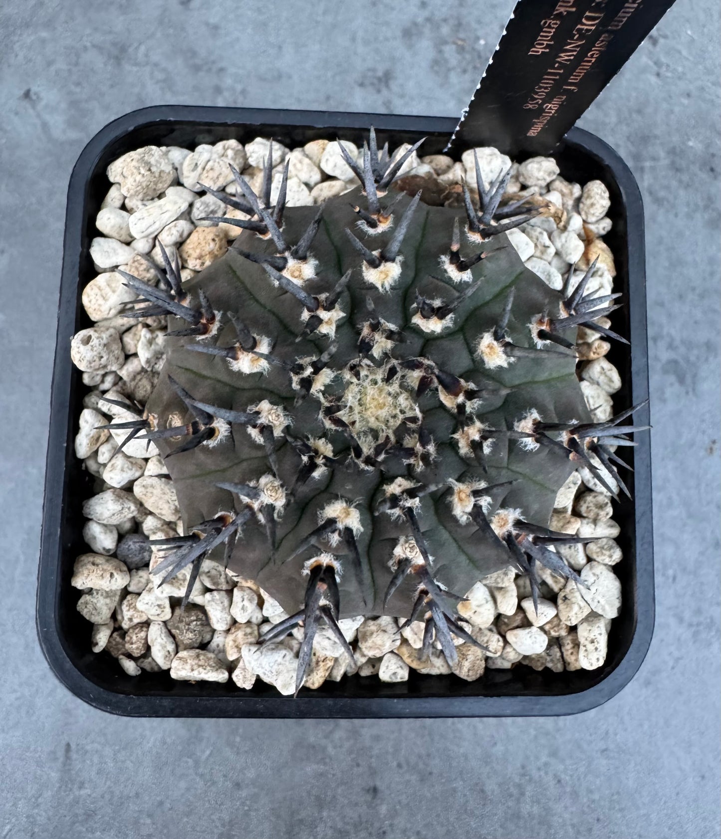 Gymnocalycium asterium f. nigrispina